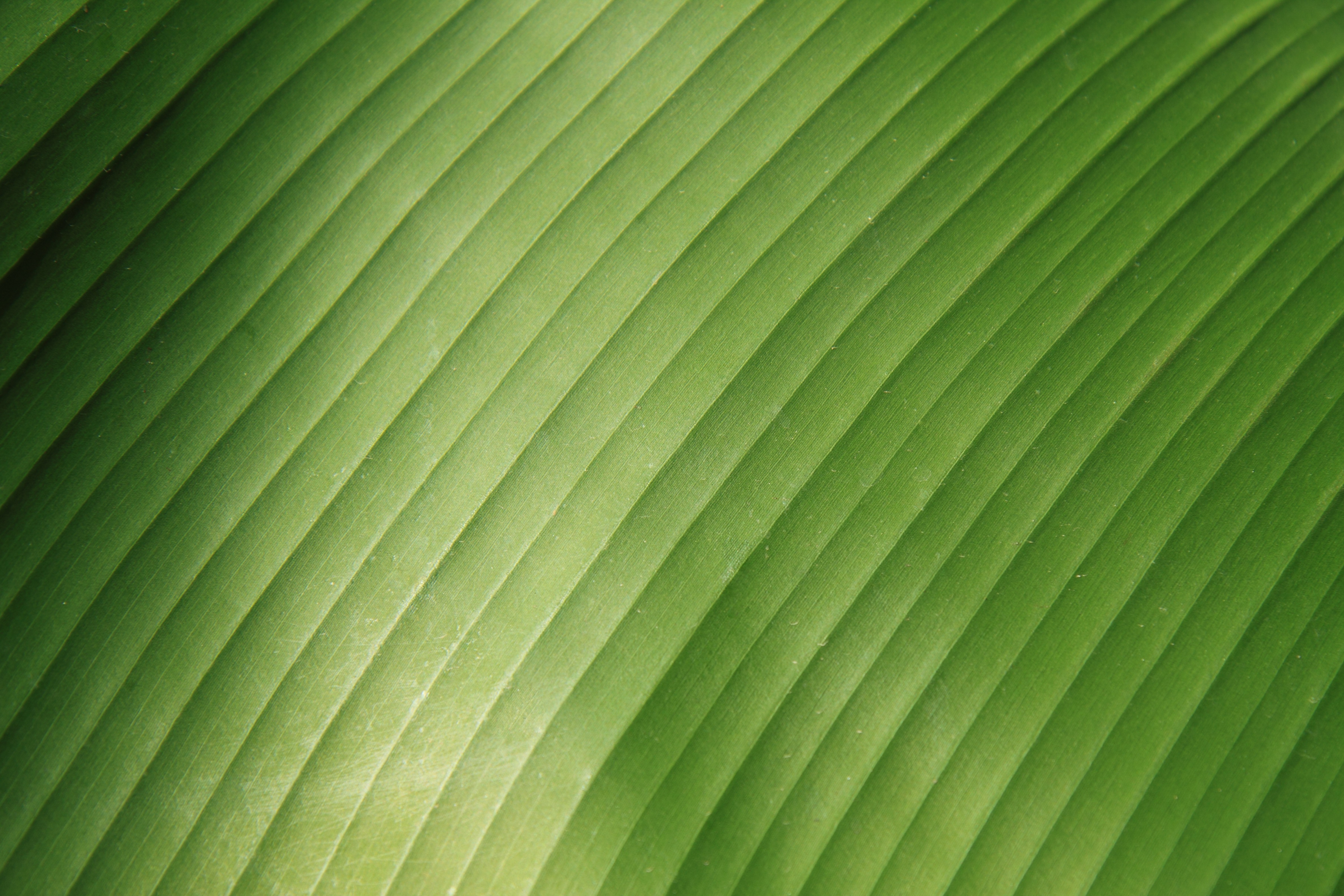 Free photo Simple green background with linear patterns