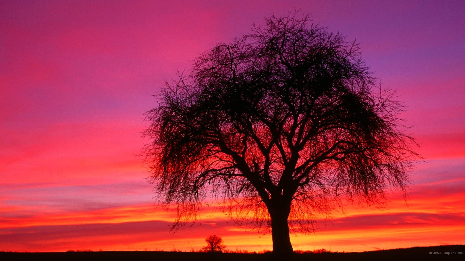 Wallpapers trees landscape sunset on the desktop