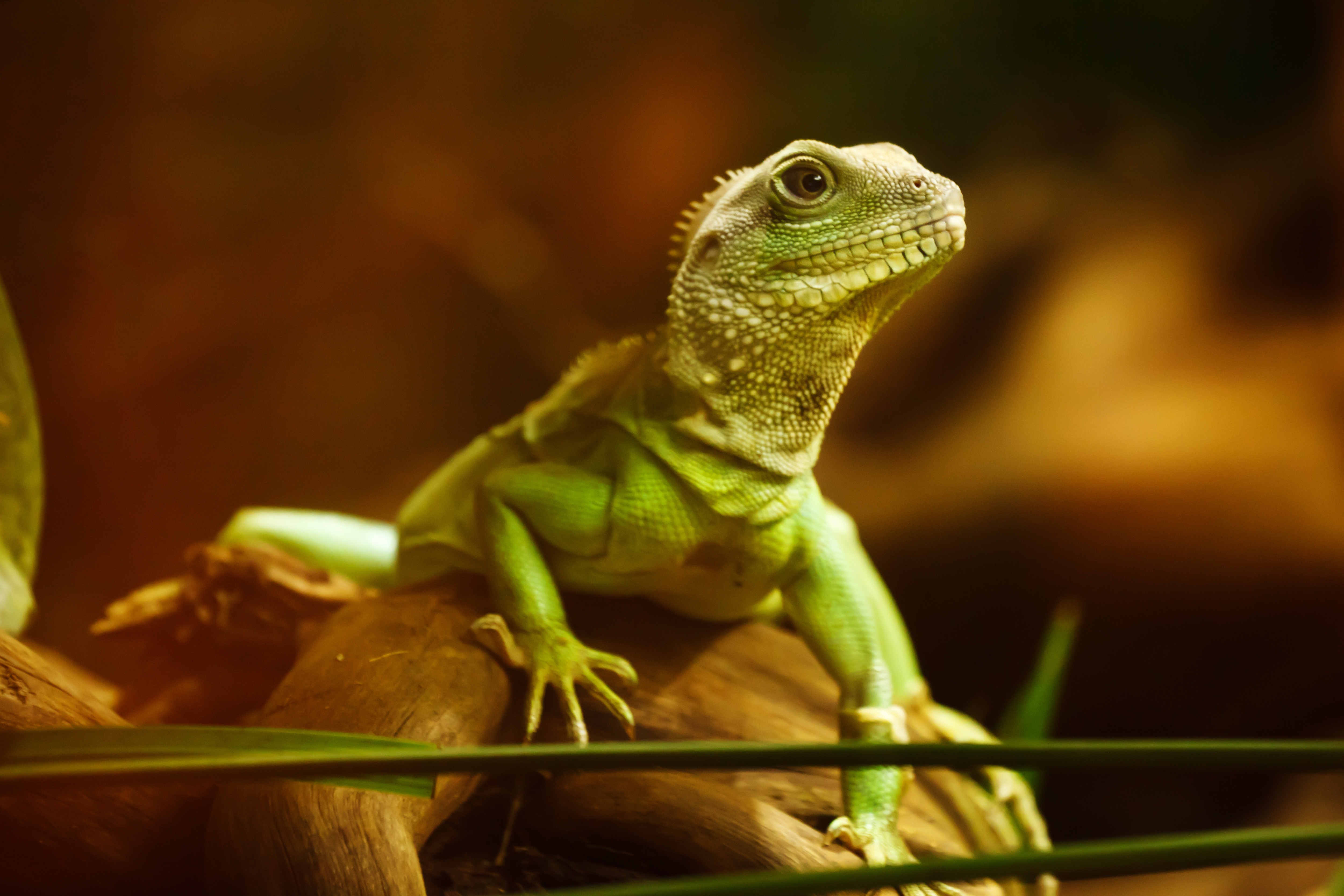 Free photo A green lizard looks into the lens