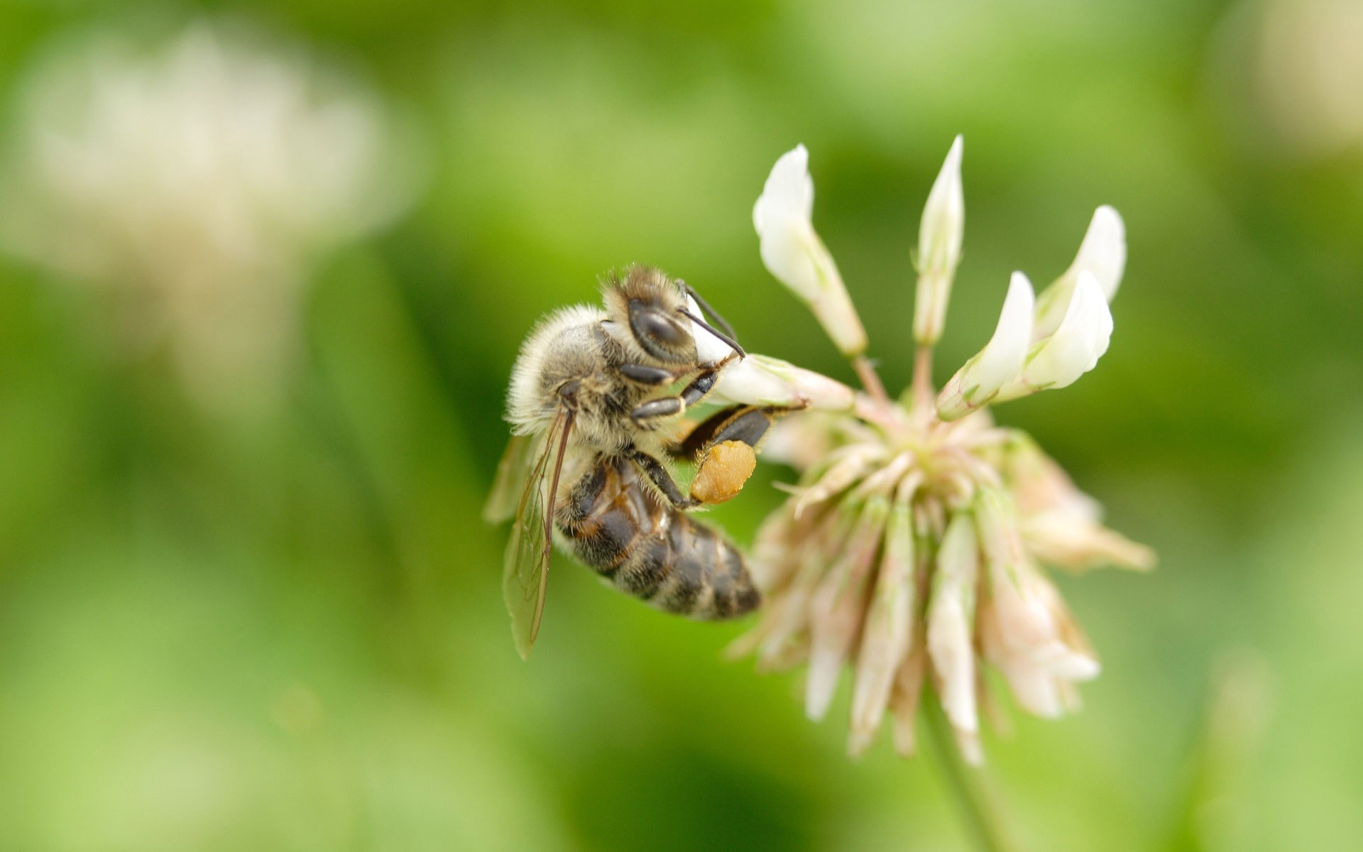 Бесплатное фото Пчела на цветке