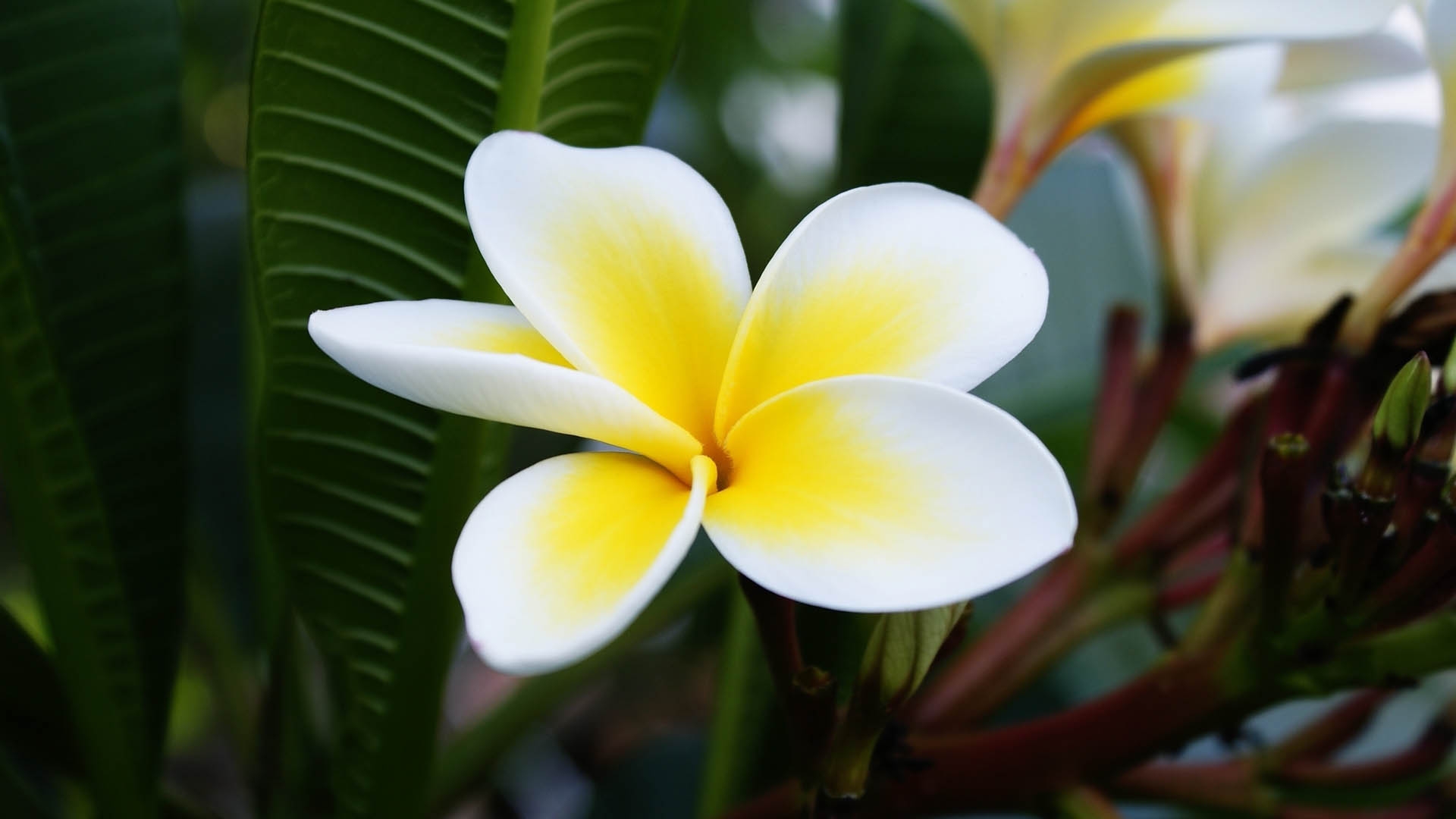 Beautiful Plumeria