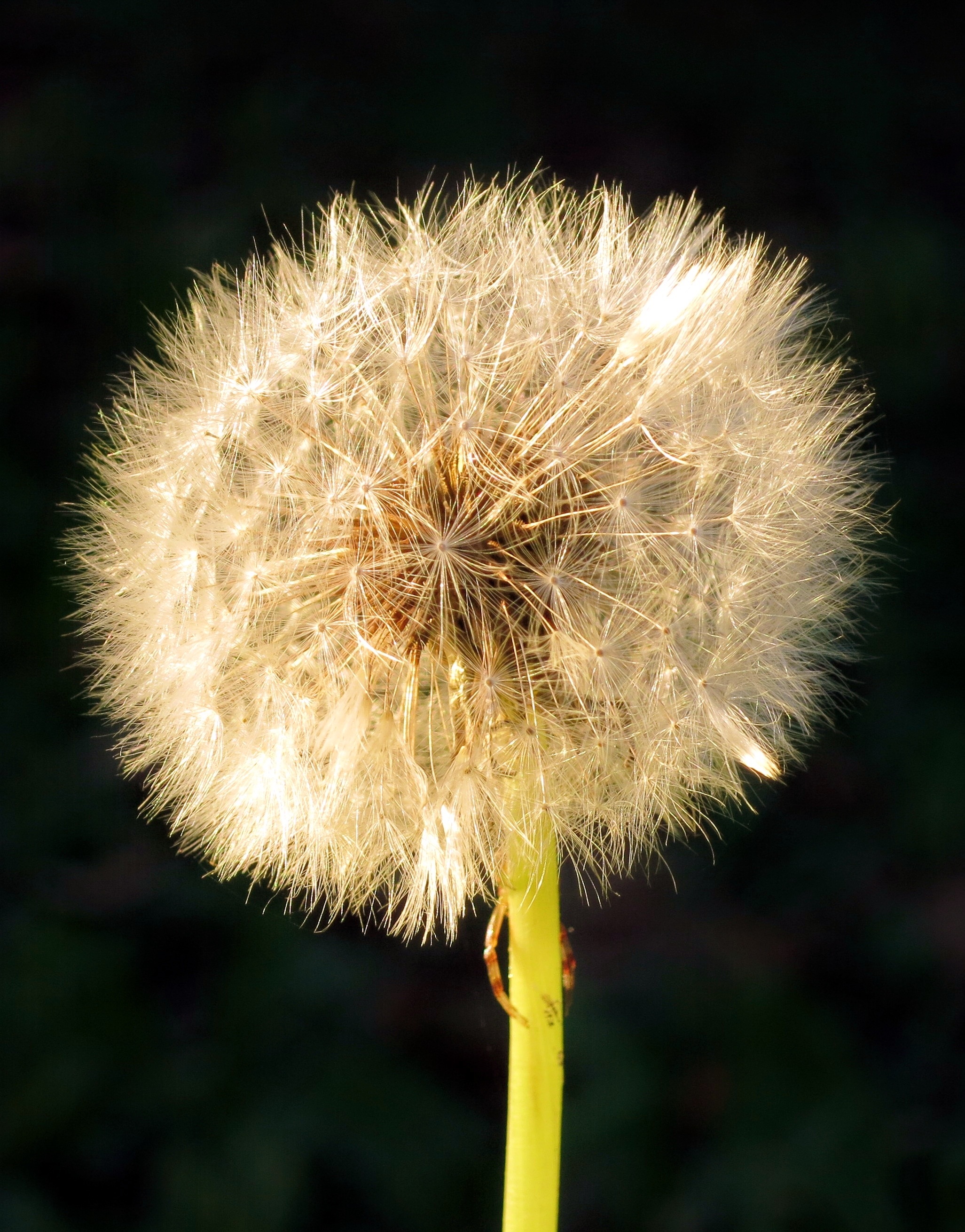 Wallpapers black background grass plant on the desktop