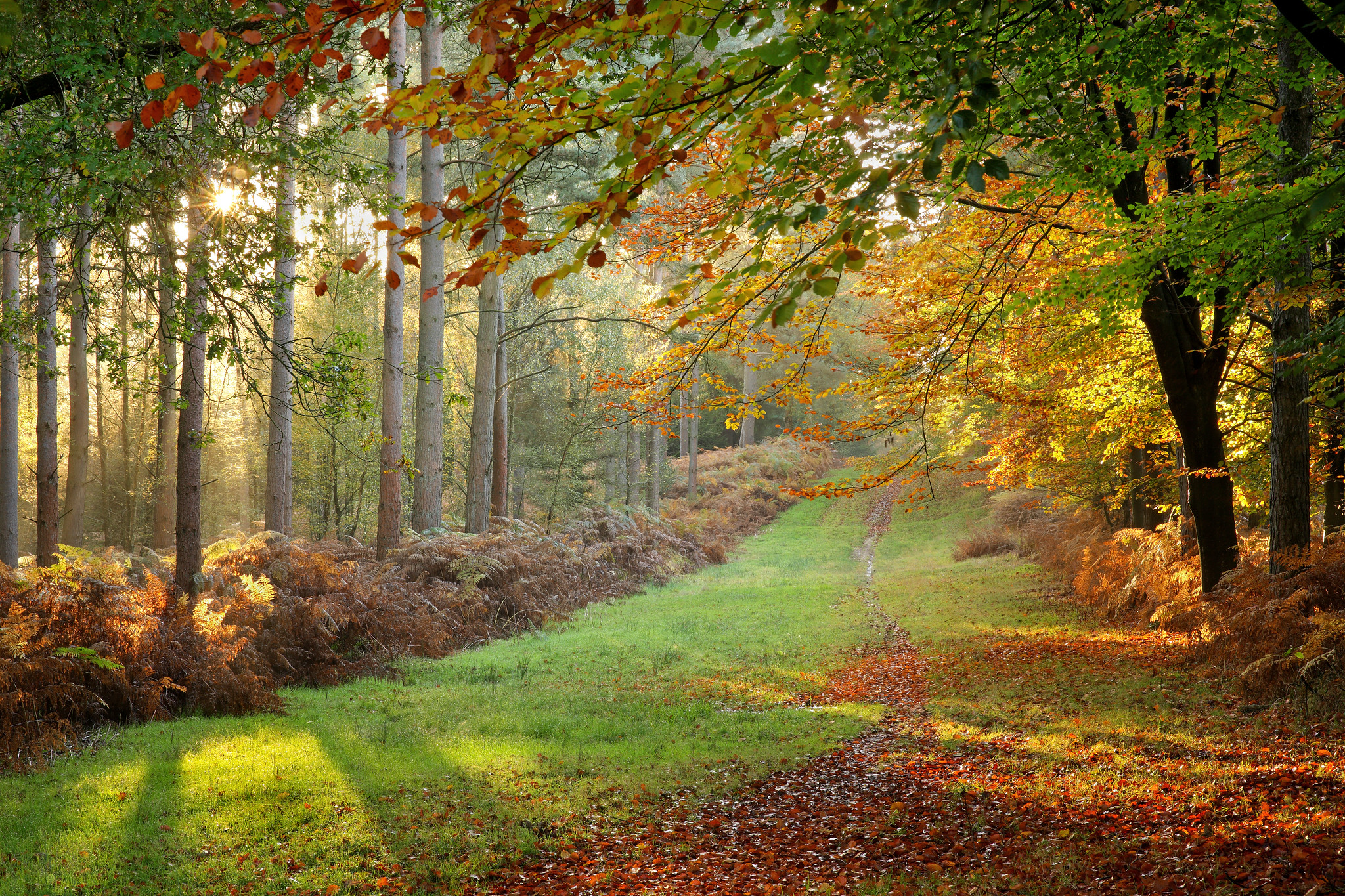 Free photo Autumn rays of sunshine in the park