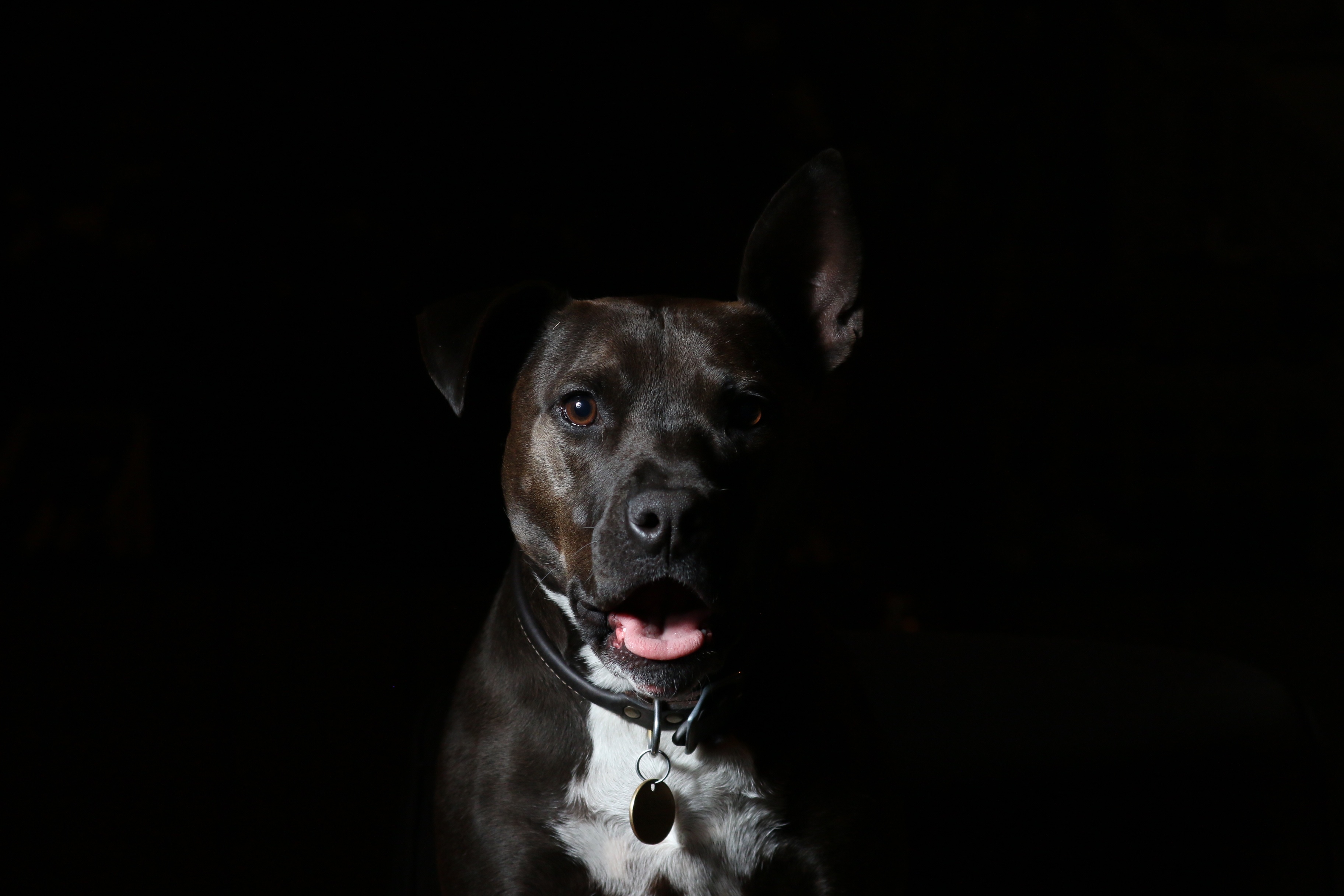 免费照片黑暗中的黑狗