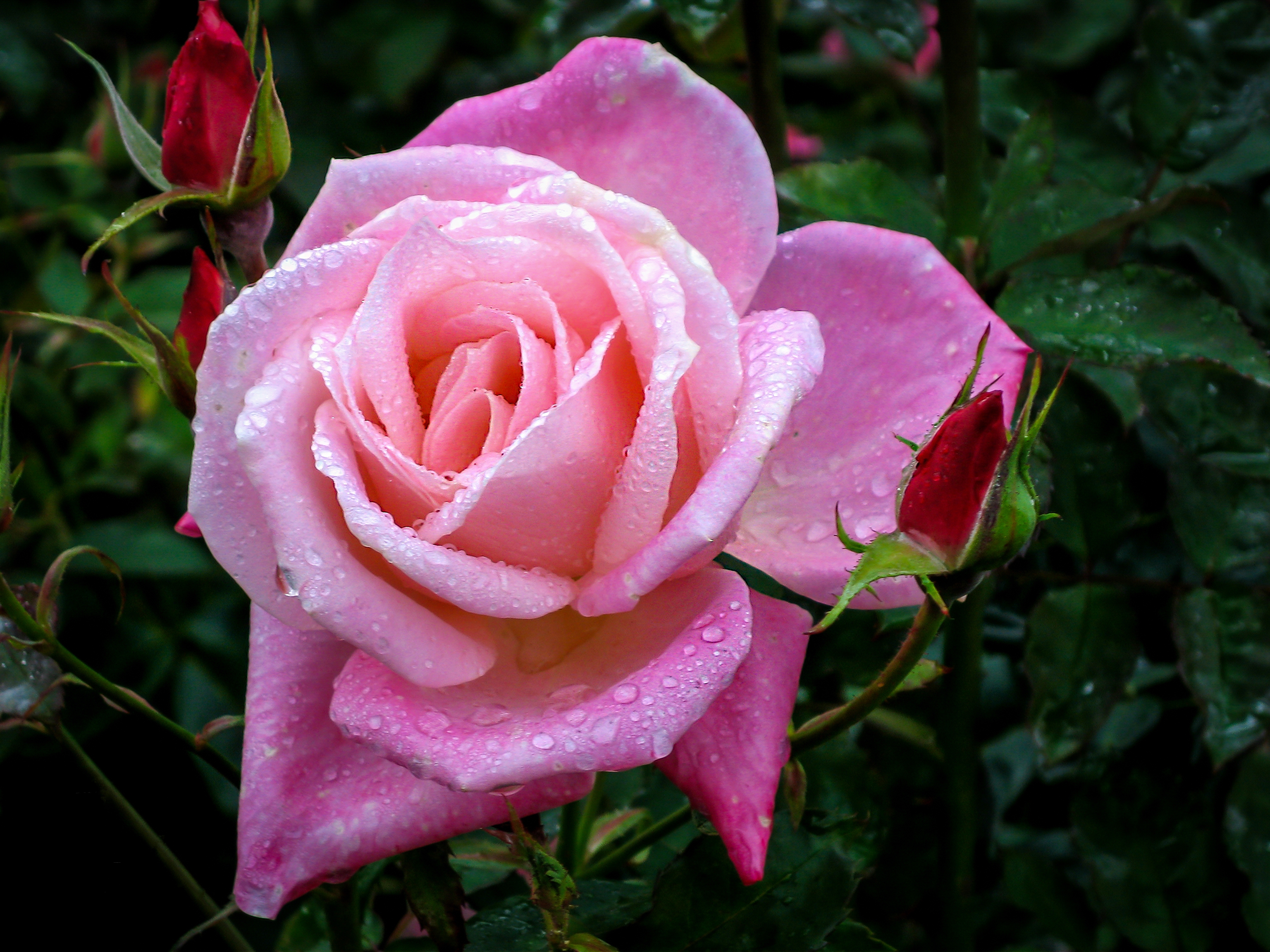 Wallpapers roses drops of water flower on the desktop