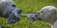 Two puppies tug-of-war