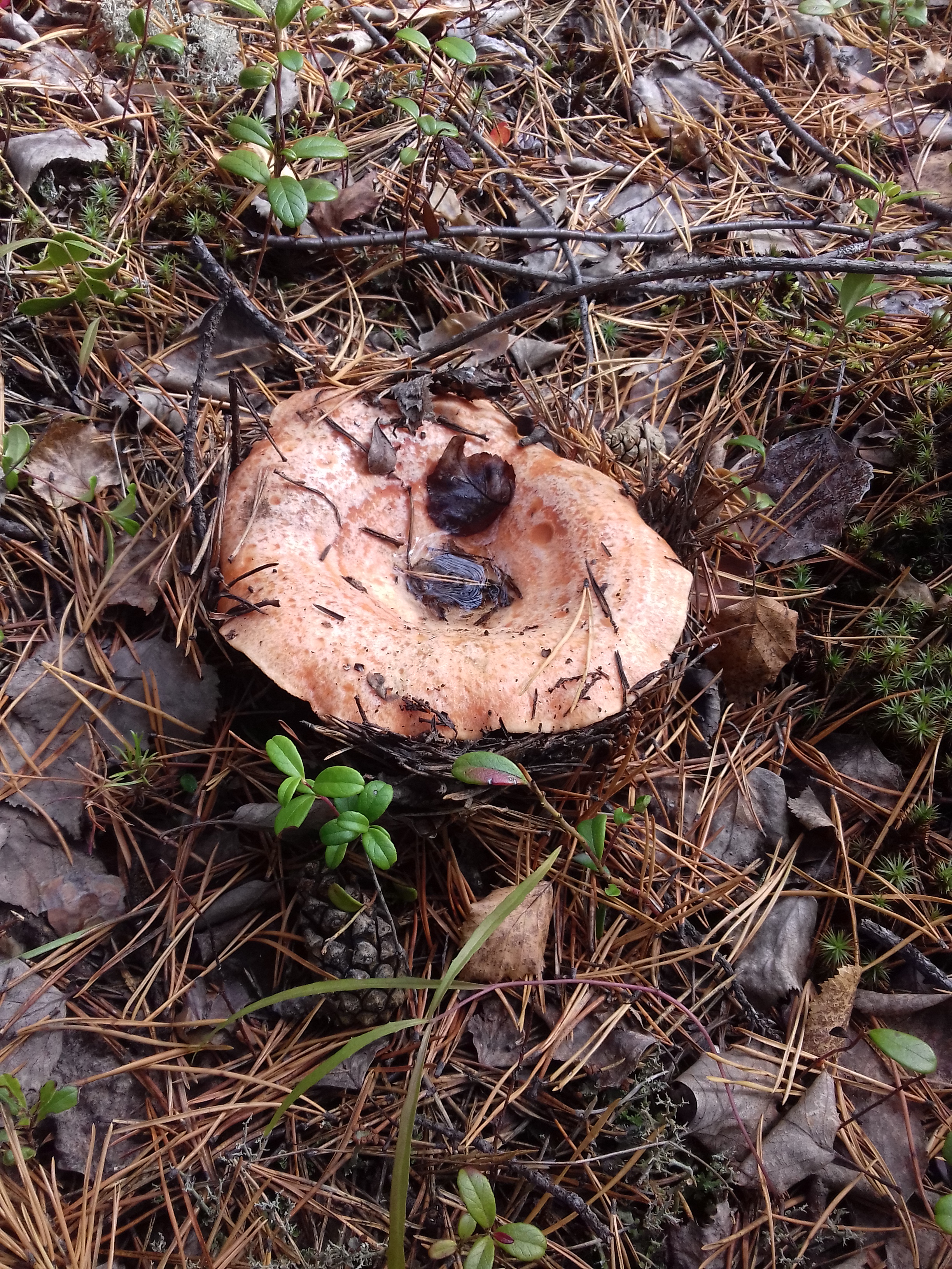 Free photo Volnushka mushroom