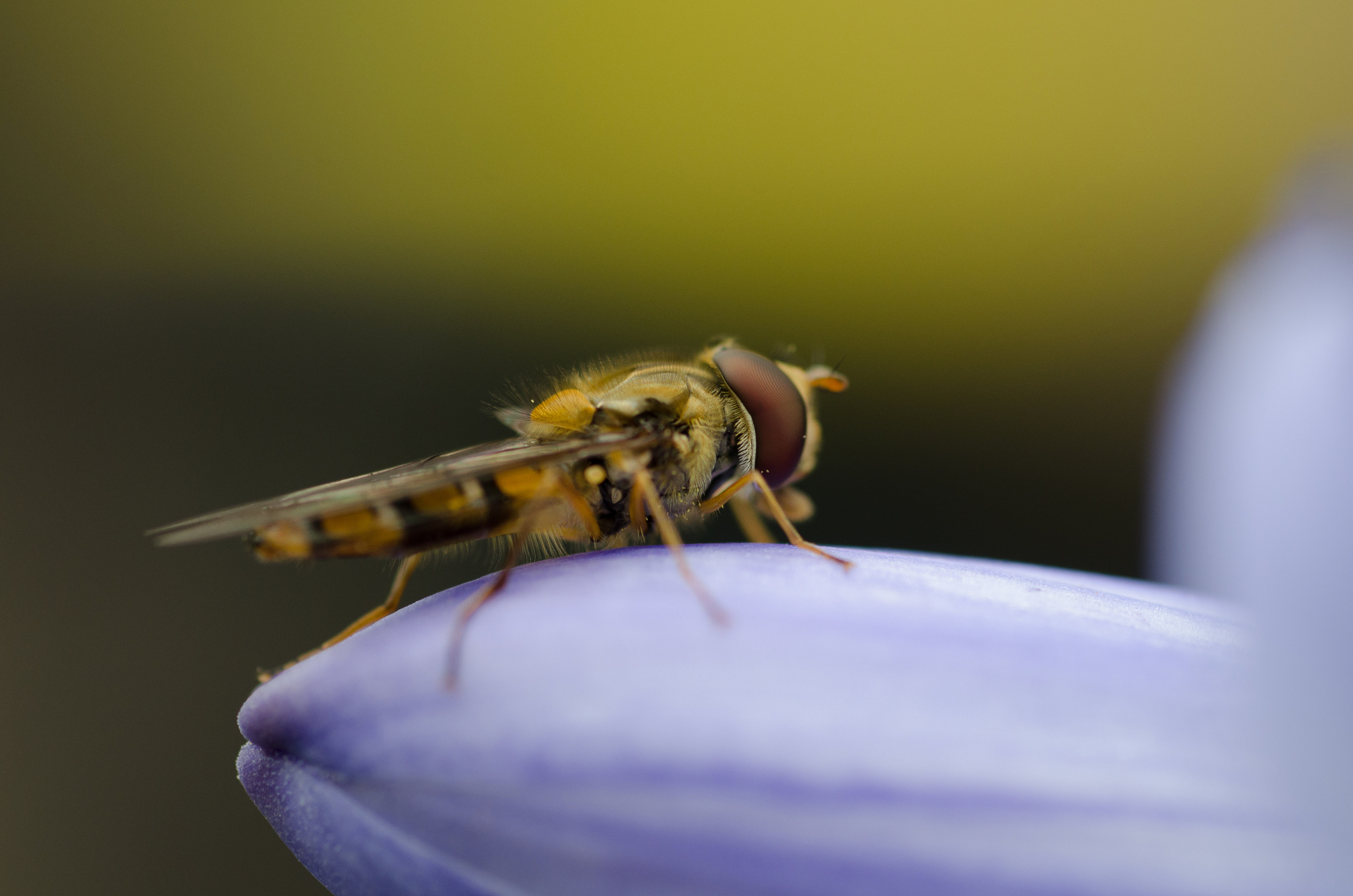免费照片一只蜻蜓坐在花瓣上。