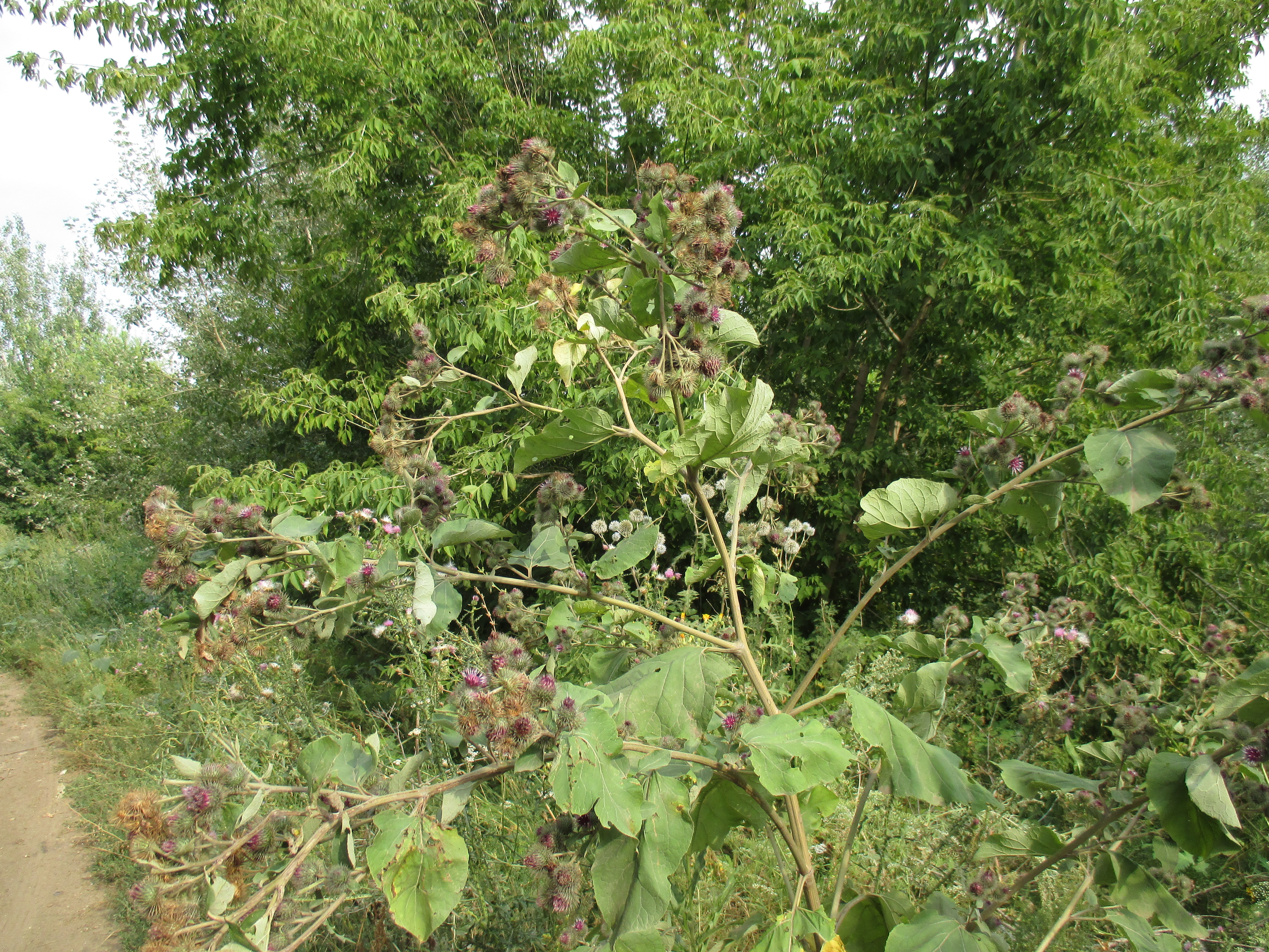 Бесплатное фото Лопух летом засохший