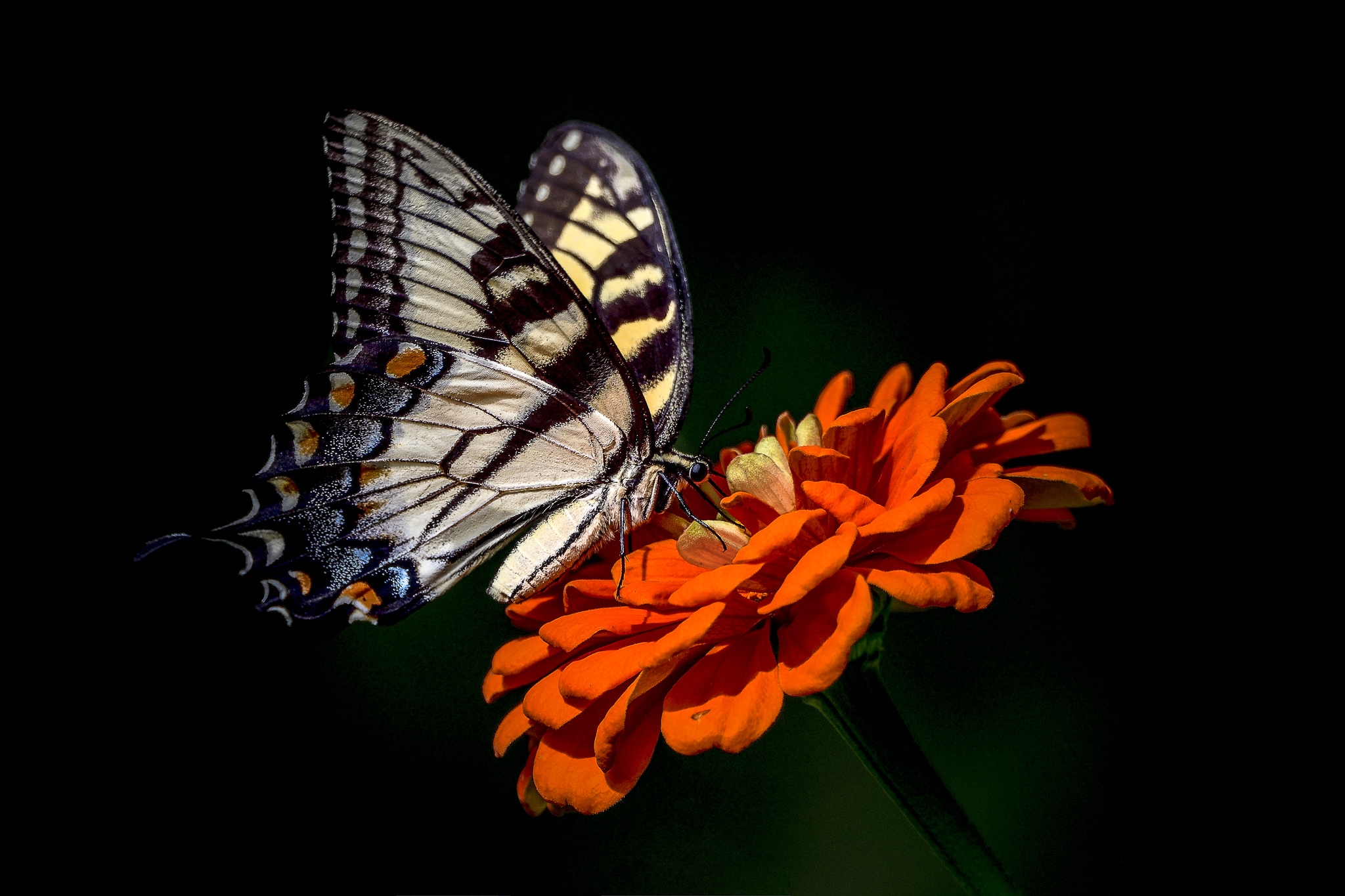 Free photo Butterfly on flower