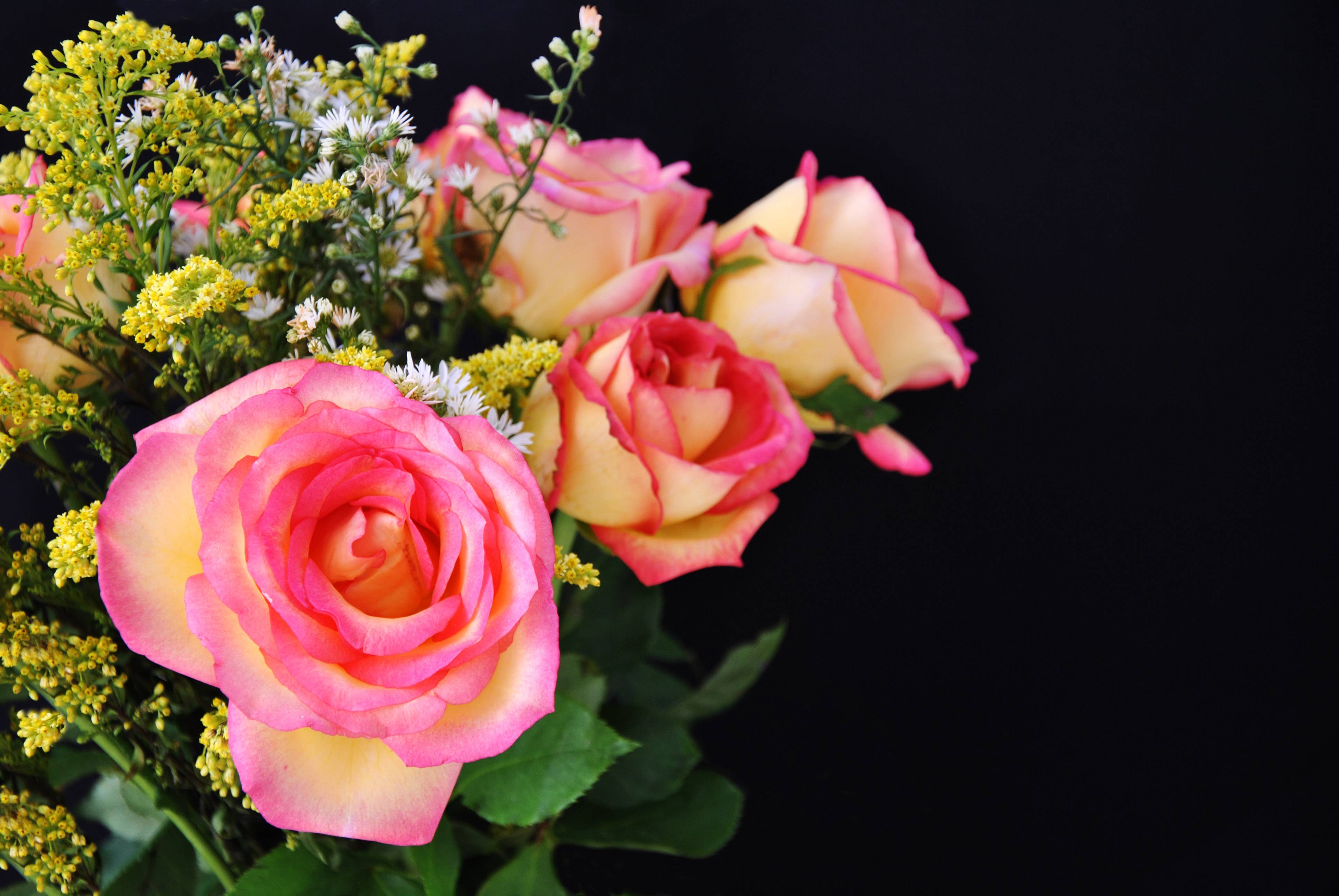 Обои роза цветок розовые розы на рабочий стол
