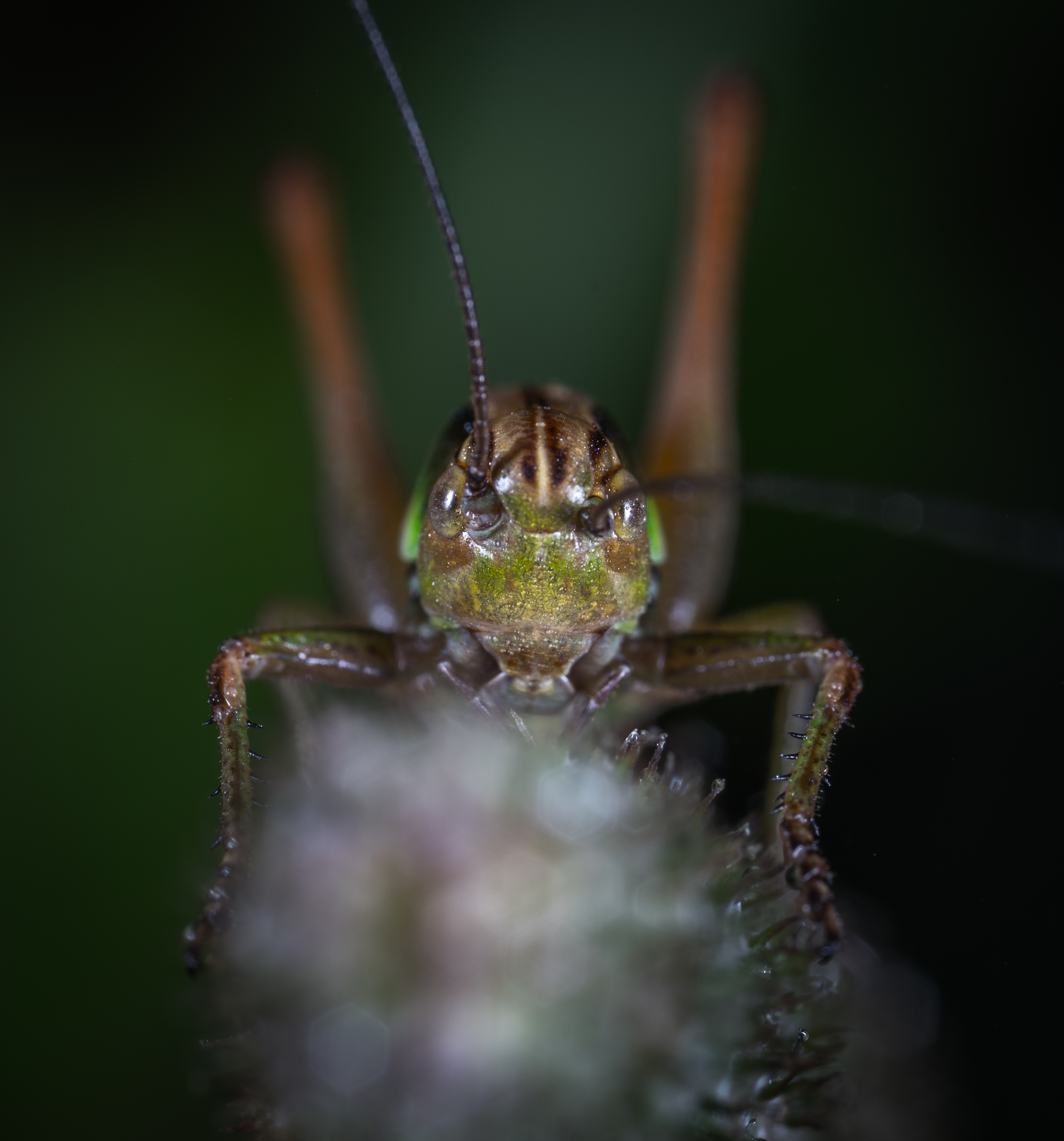 Wallpapers grasshopper image insect on the desktop