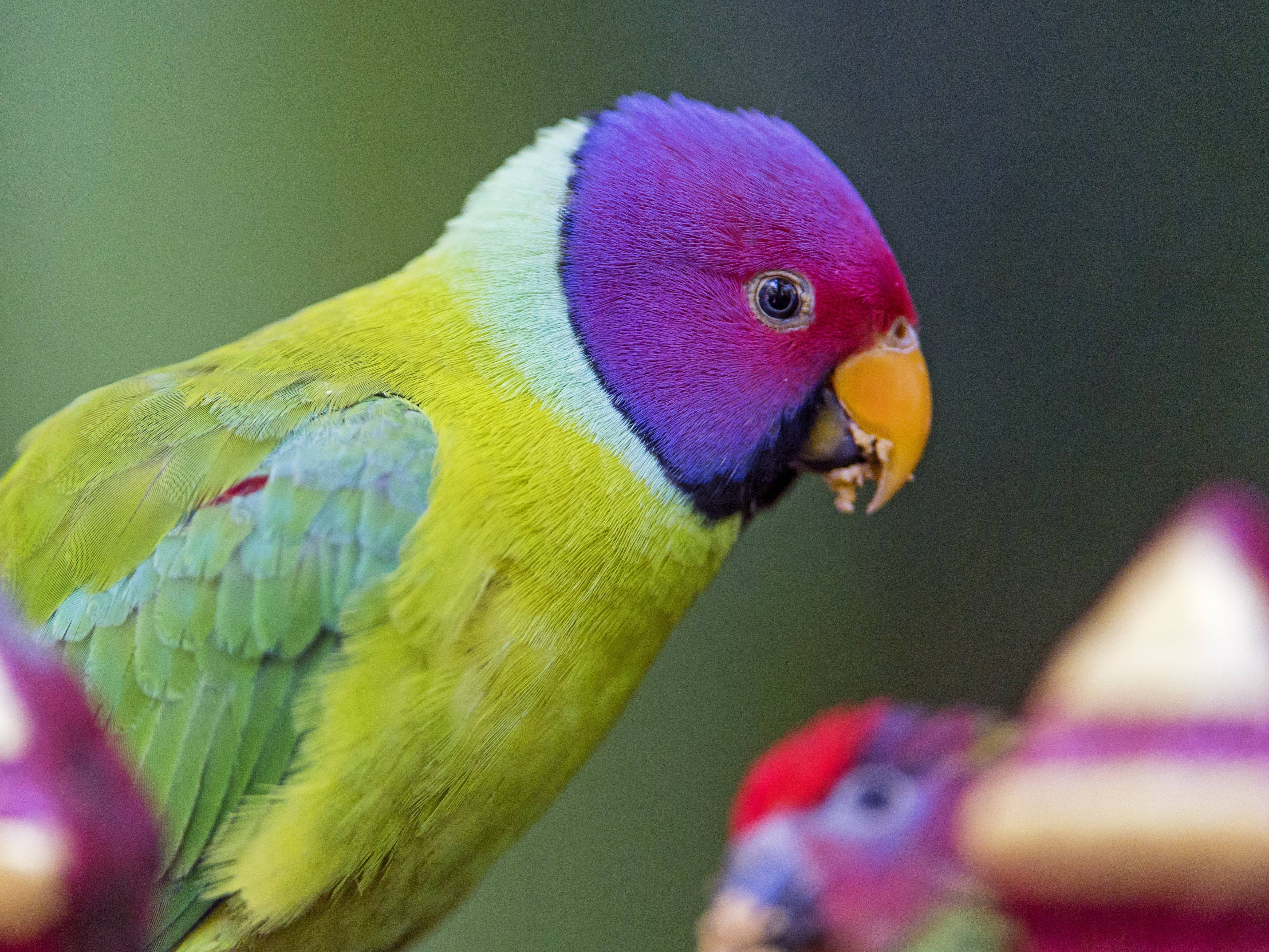 Free photo A parrot with purple feathers on its head.