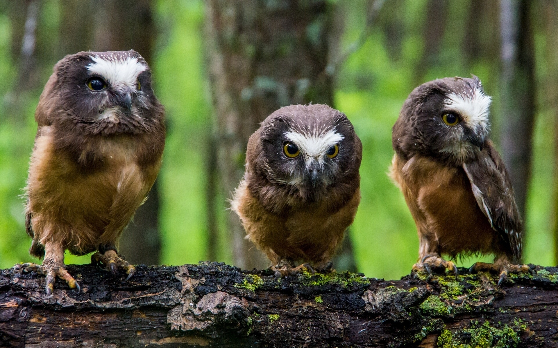 Wallpapers tree feathers owls on the desktop