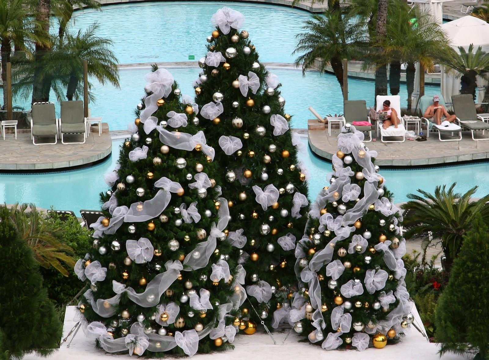 桌面上的壁纸树木 三 弓