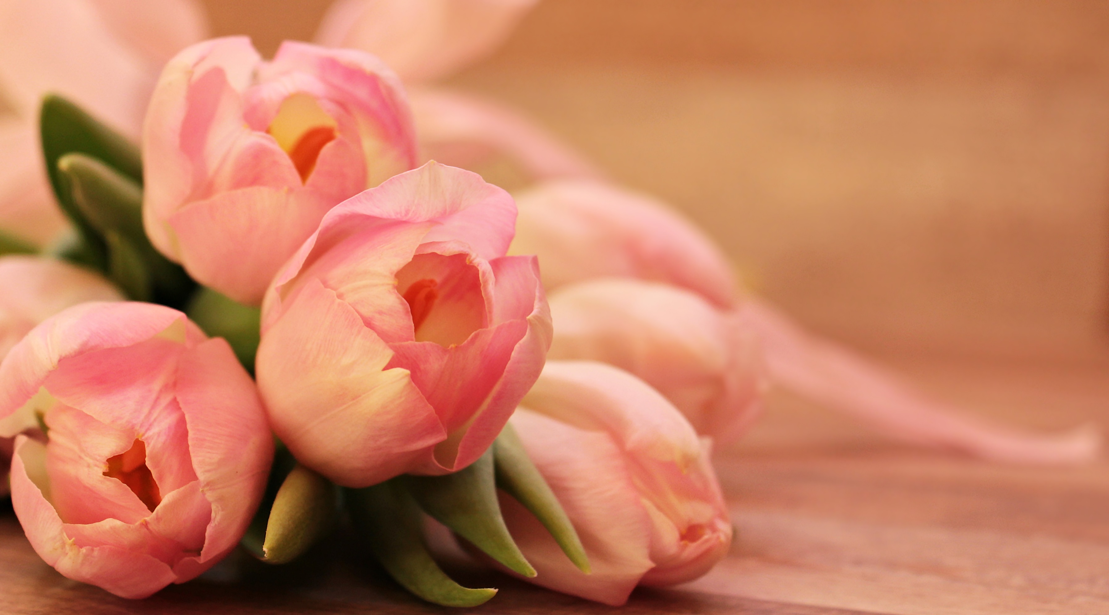 Free photo A bouquet of unopened pink tulips.