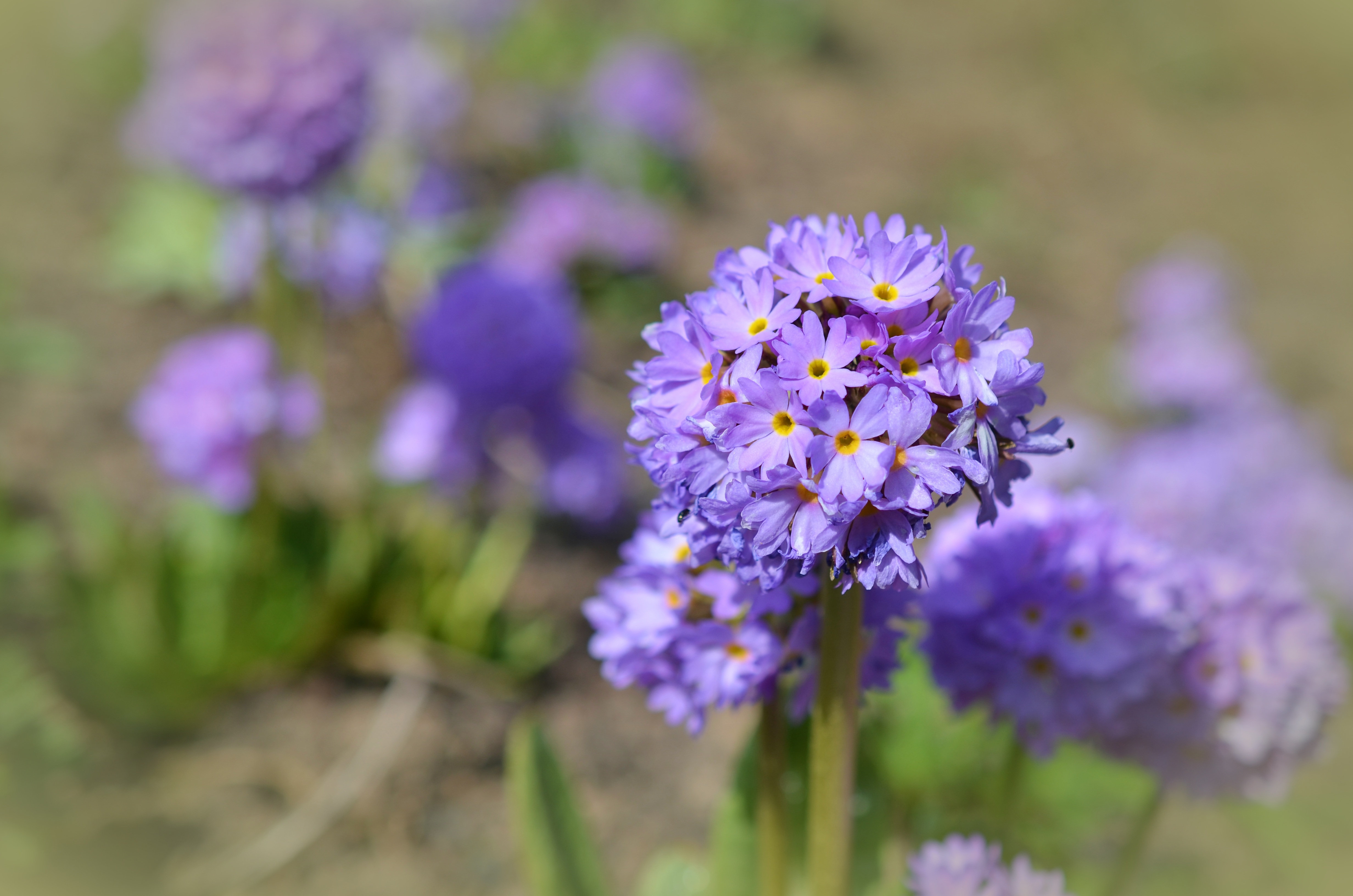 Wallpapers flower plant meadow on the desktop