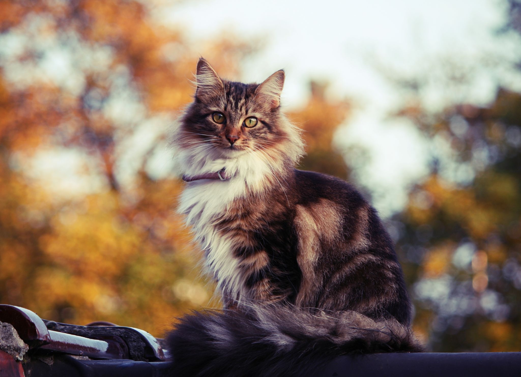 Free photo A beautiful fluffy street cat