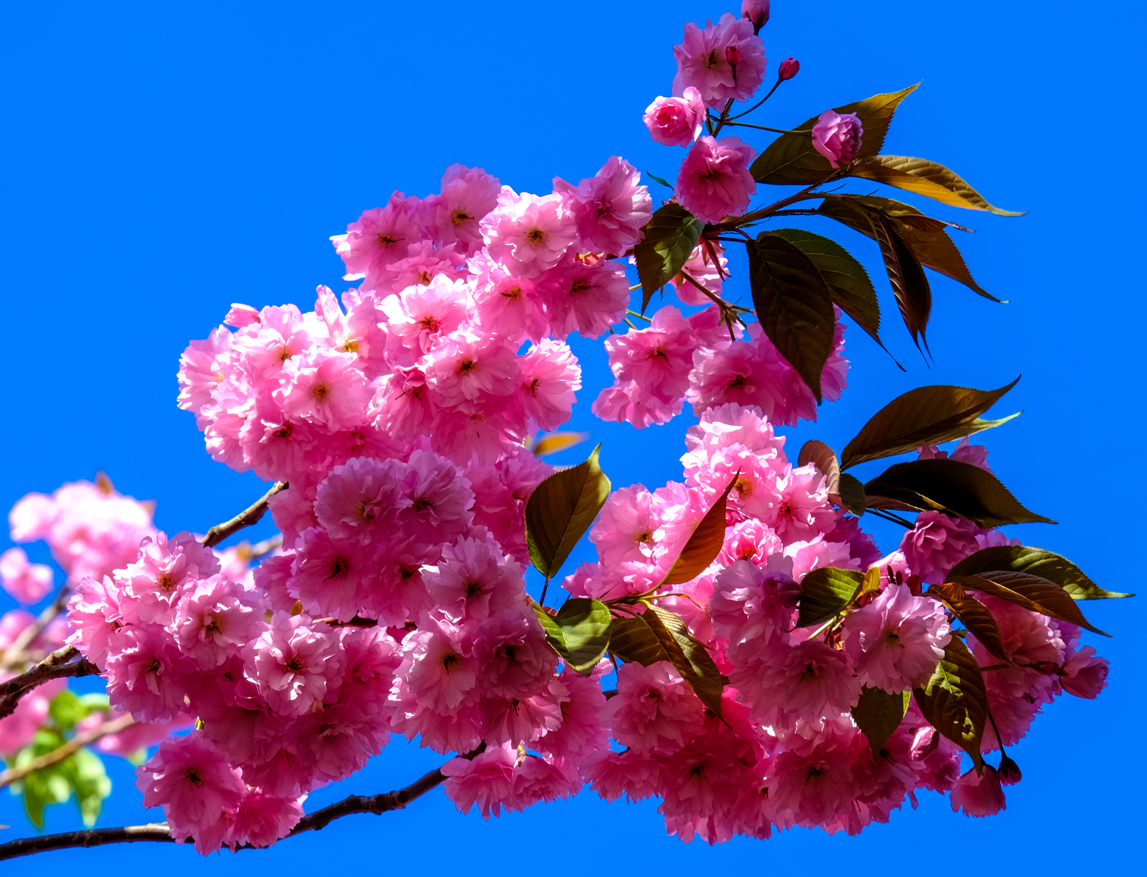 Free photo Sakura flowers