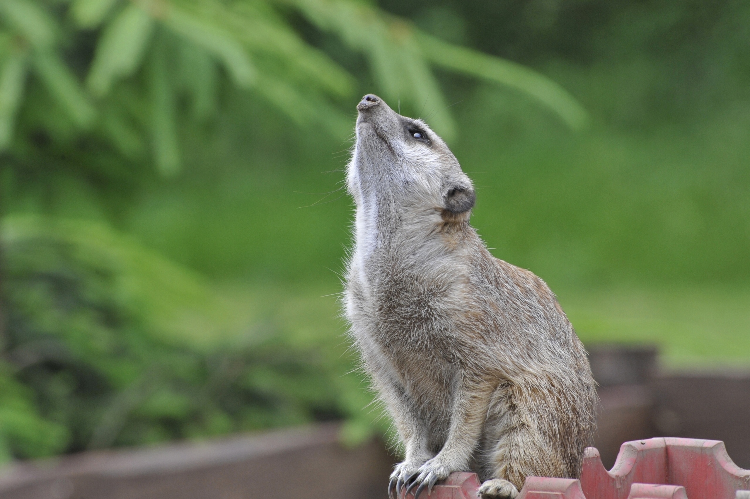 Обои обои сурикат смотрящий вверх размытый фон на рабочий стол