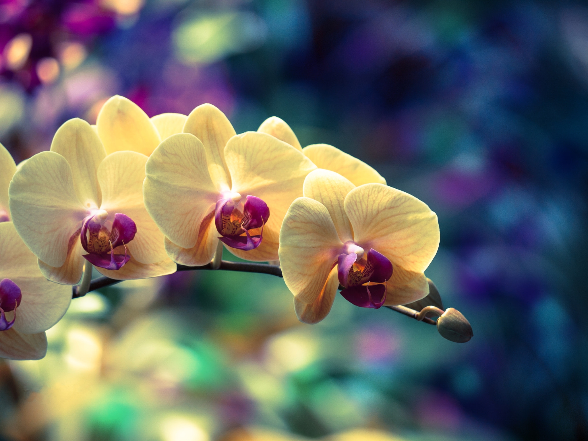 Free photo Sprig of orchids