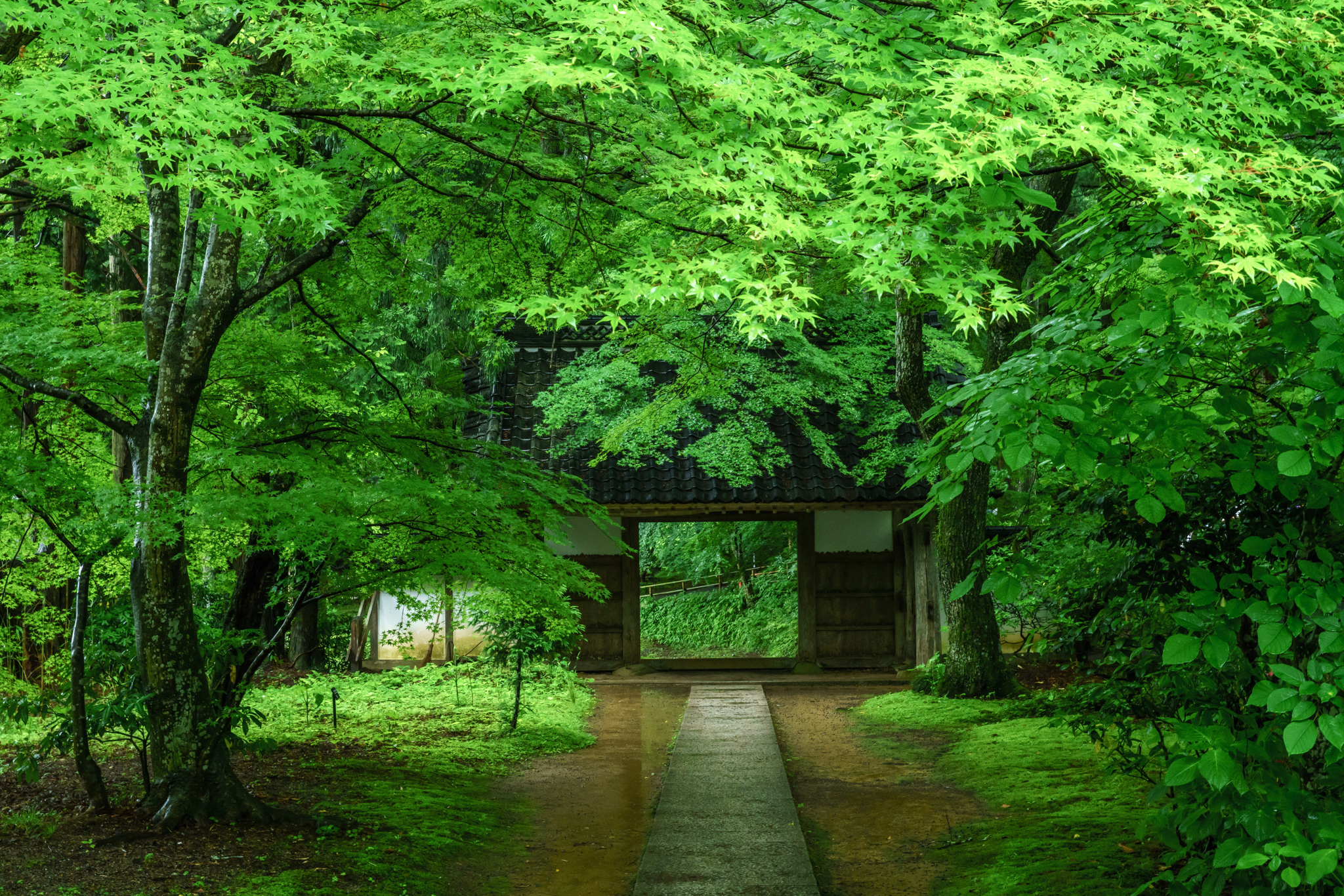 Wallpapers trees gates path on the desktop