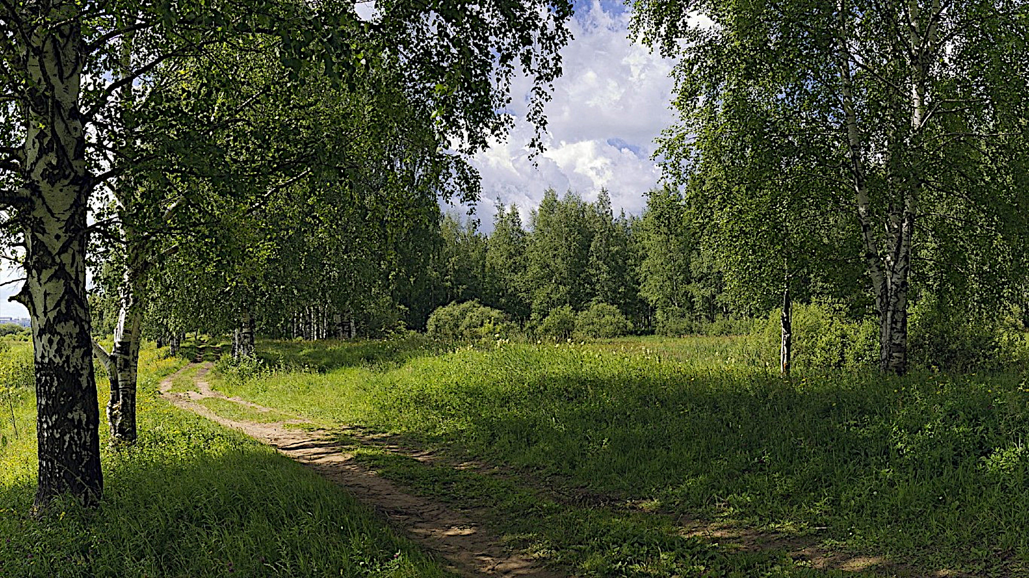 Free photo A dirt road in a birch grove