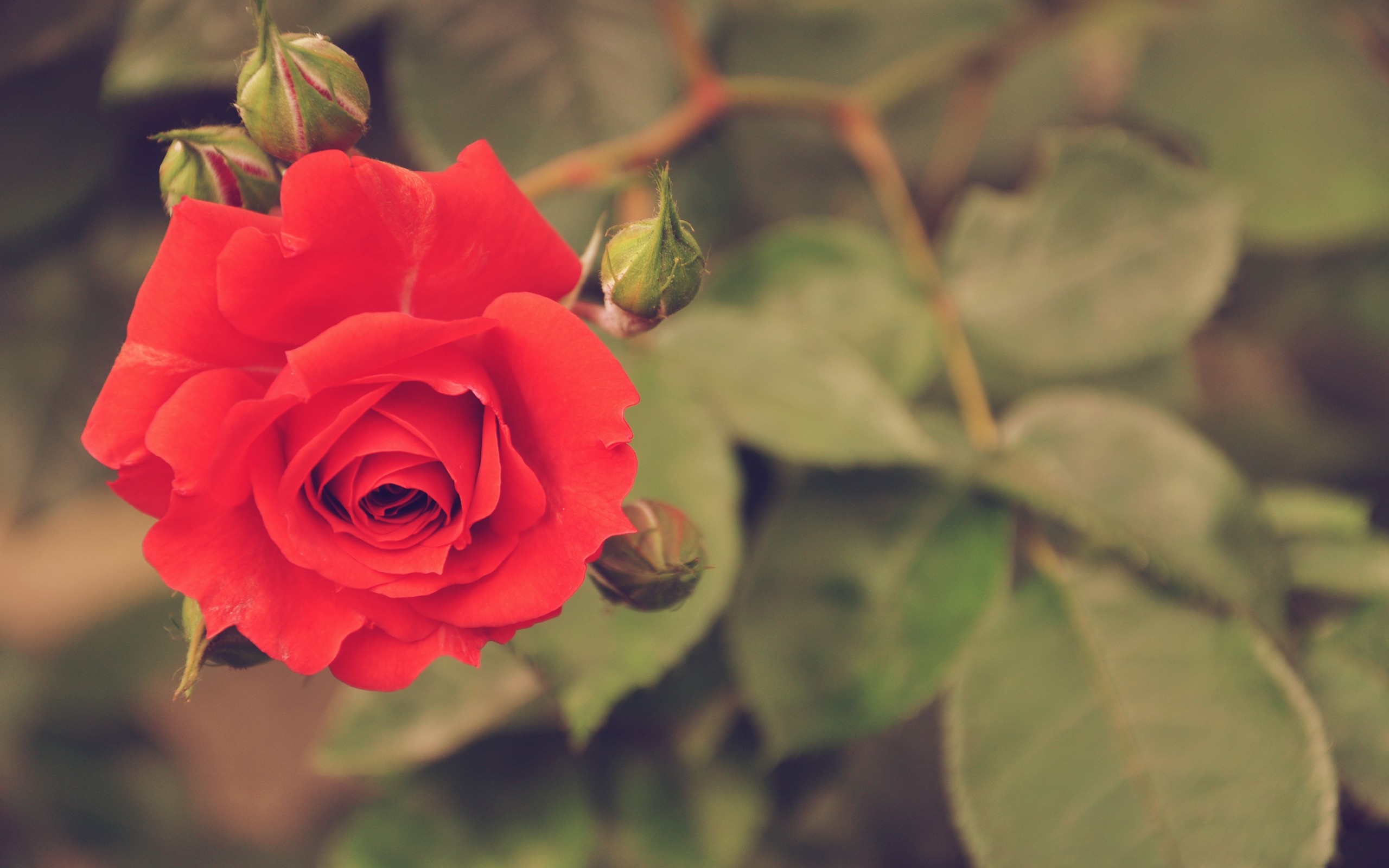 孤独的红玫瑰，俯视图