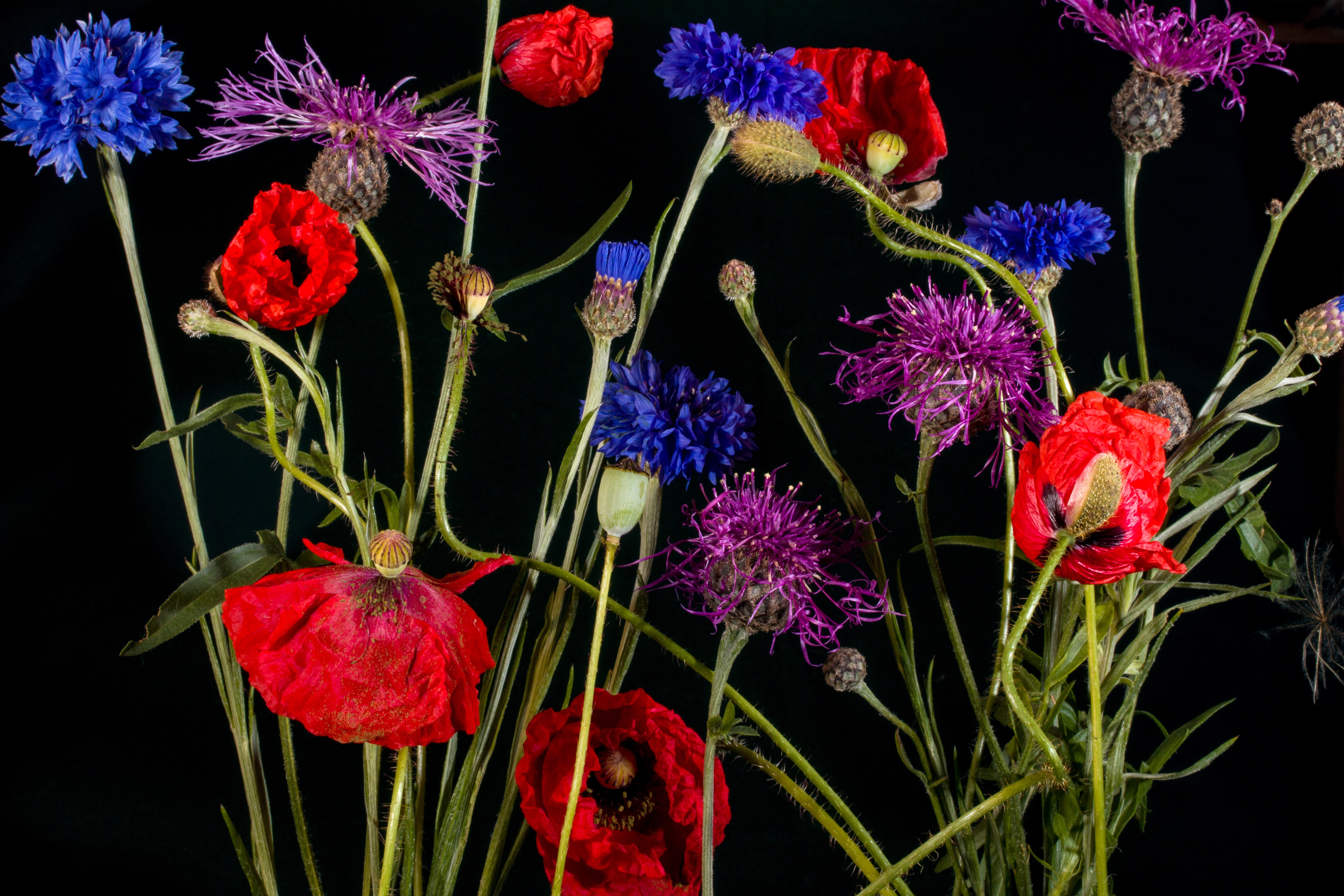 Free photo Floral black background with colorful flowers