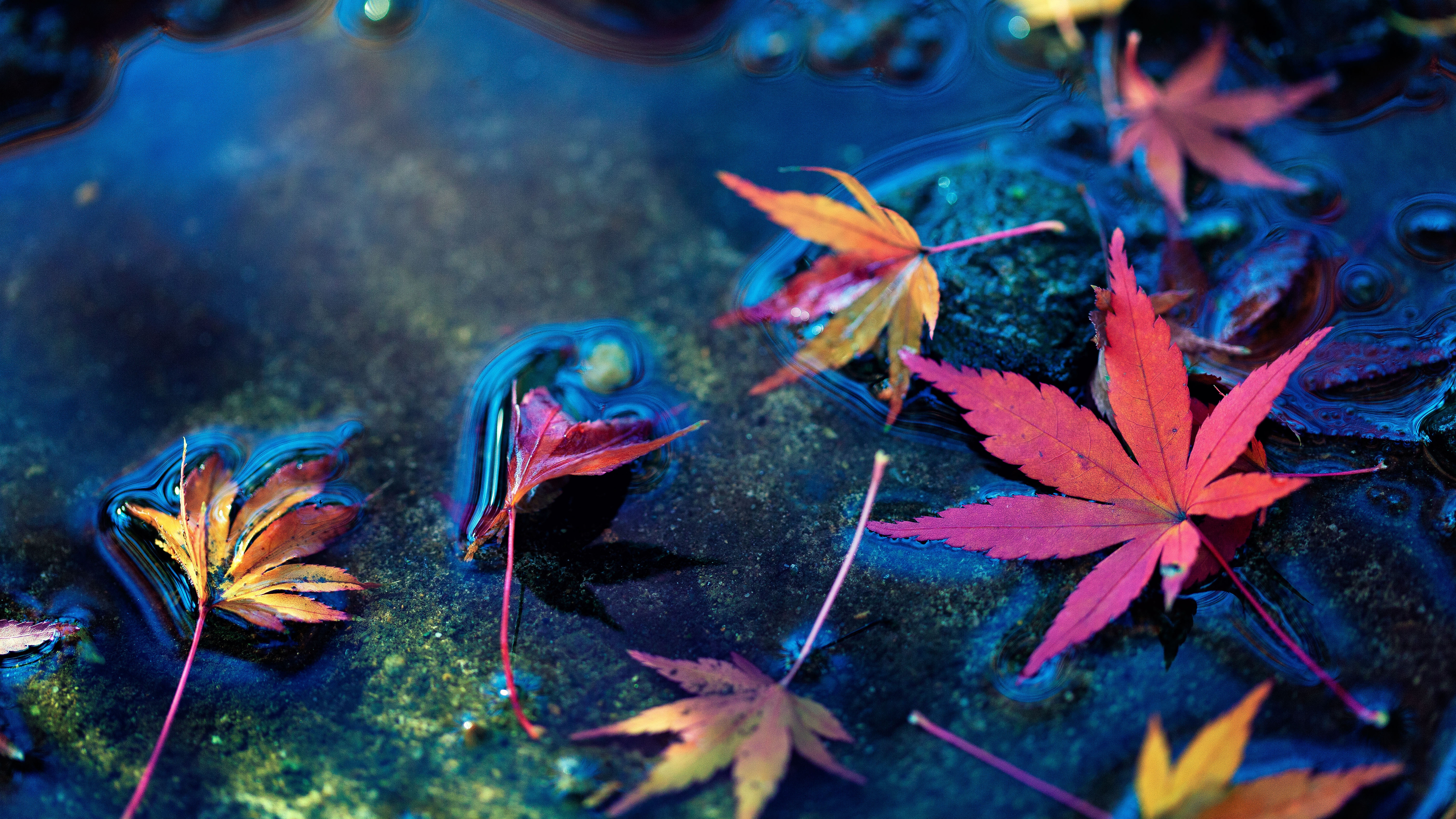 Free photo Autumn leaves floating in the water