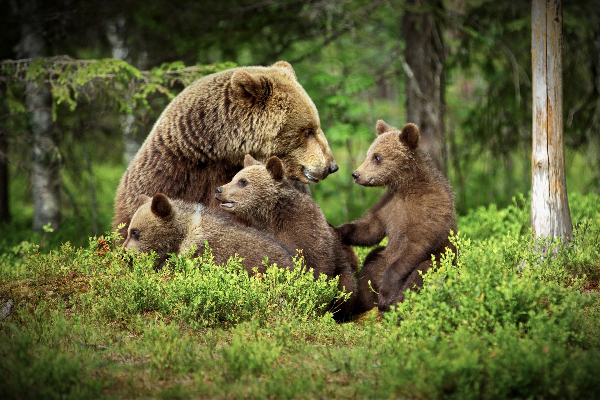 免费照片带着三只幼崽的熊妈妈