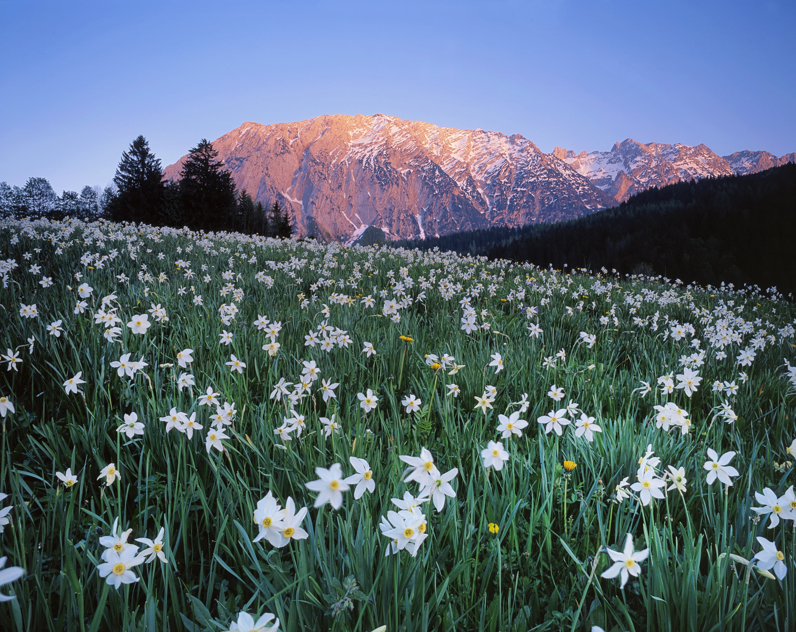 Обои Австрия белые цветы горы на рабочий стол