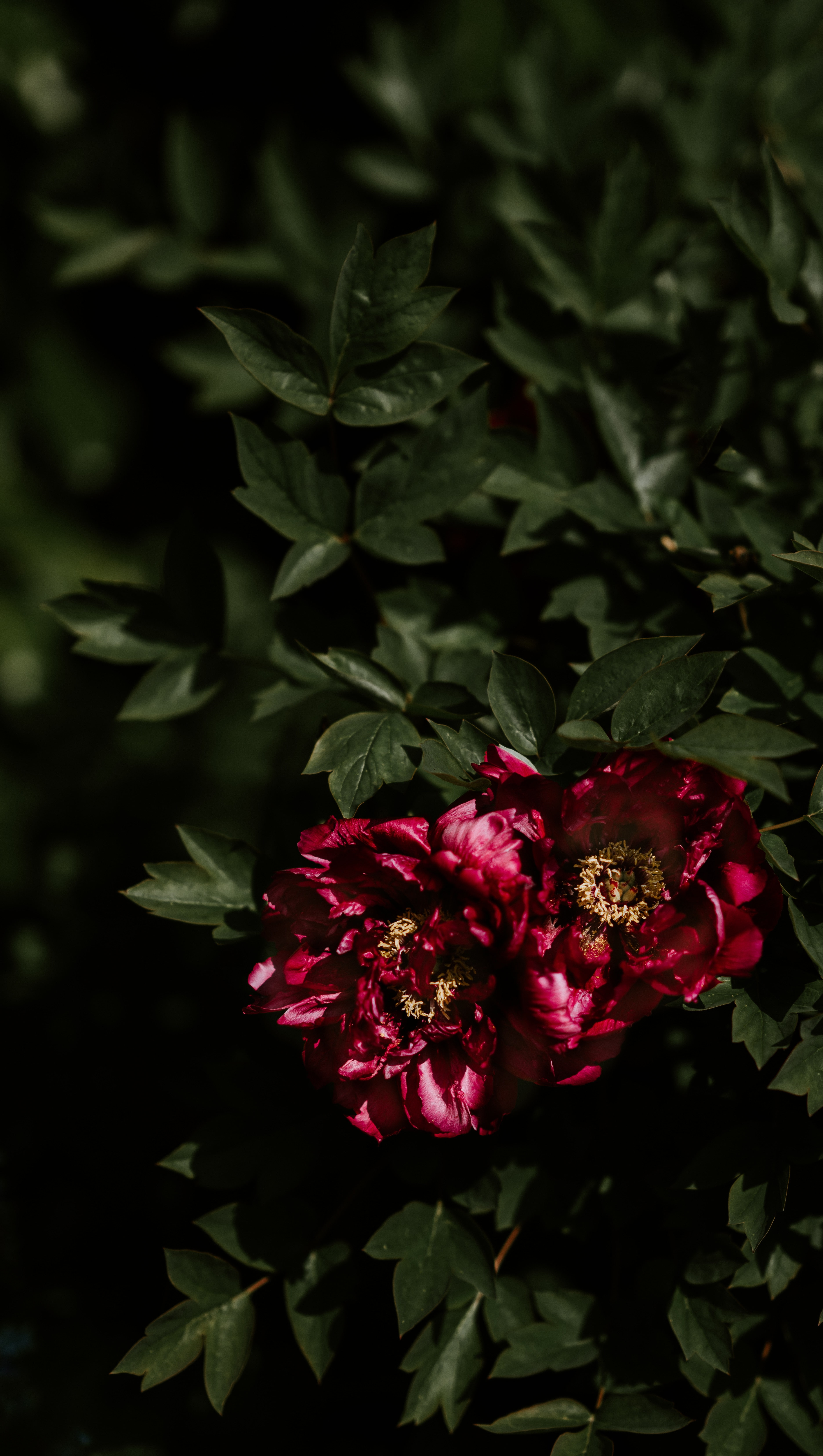 Wallpapers red peonies flowers red leaves on the desktop