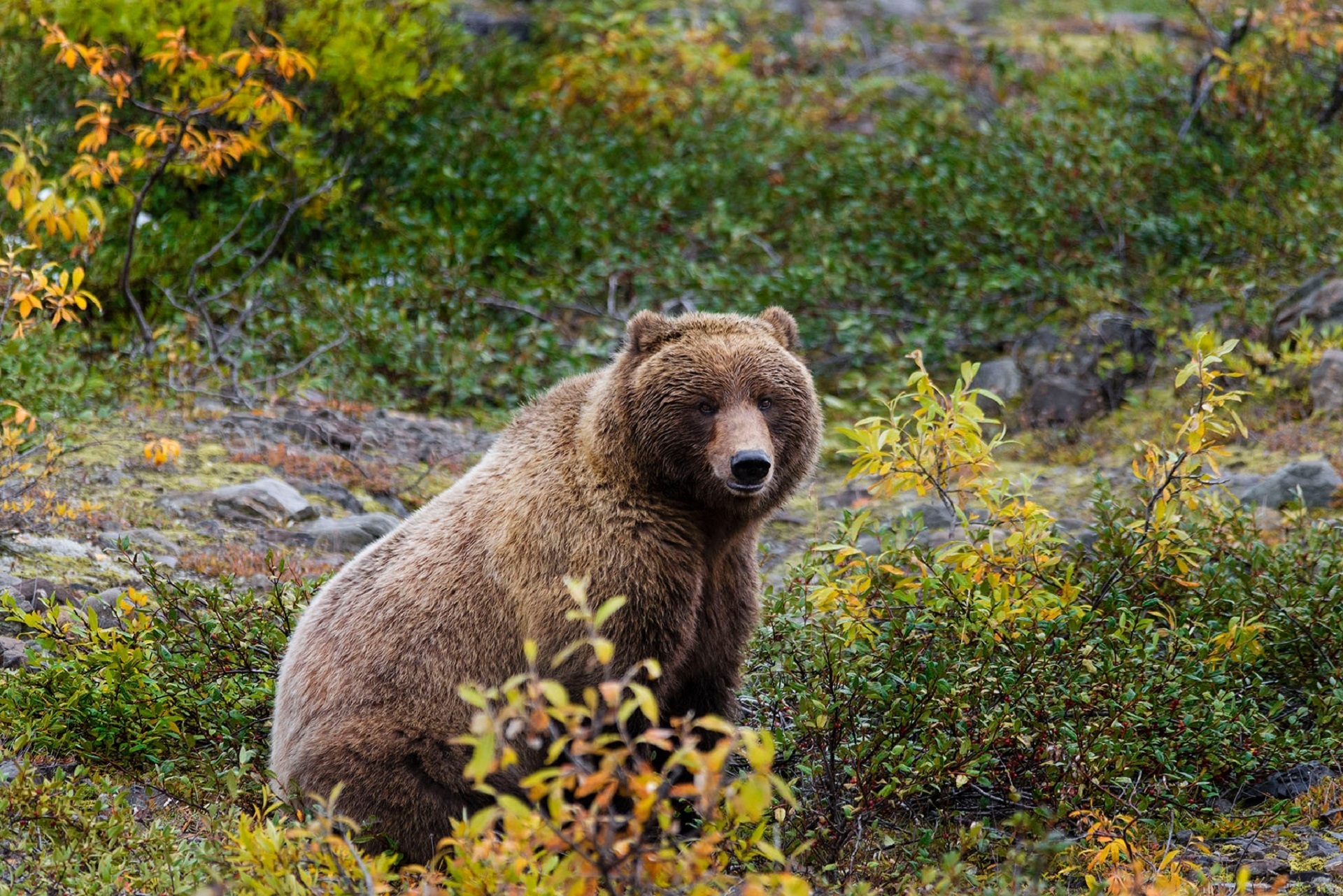 Wallpapers nature animal bear on the desktop