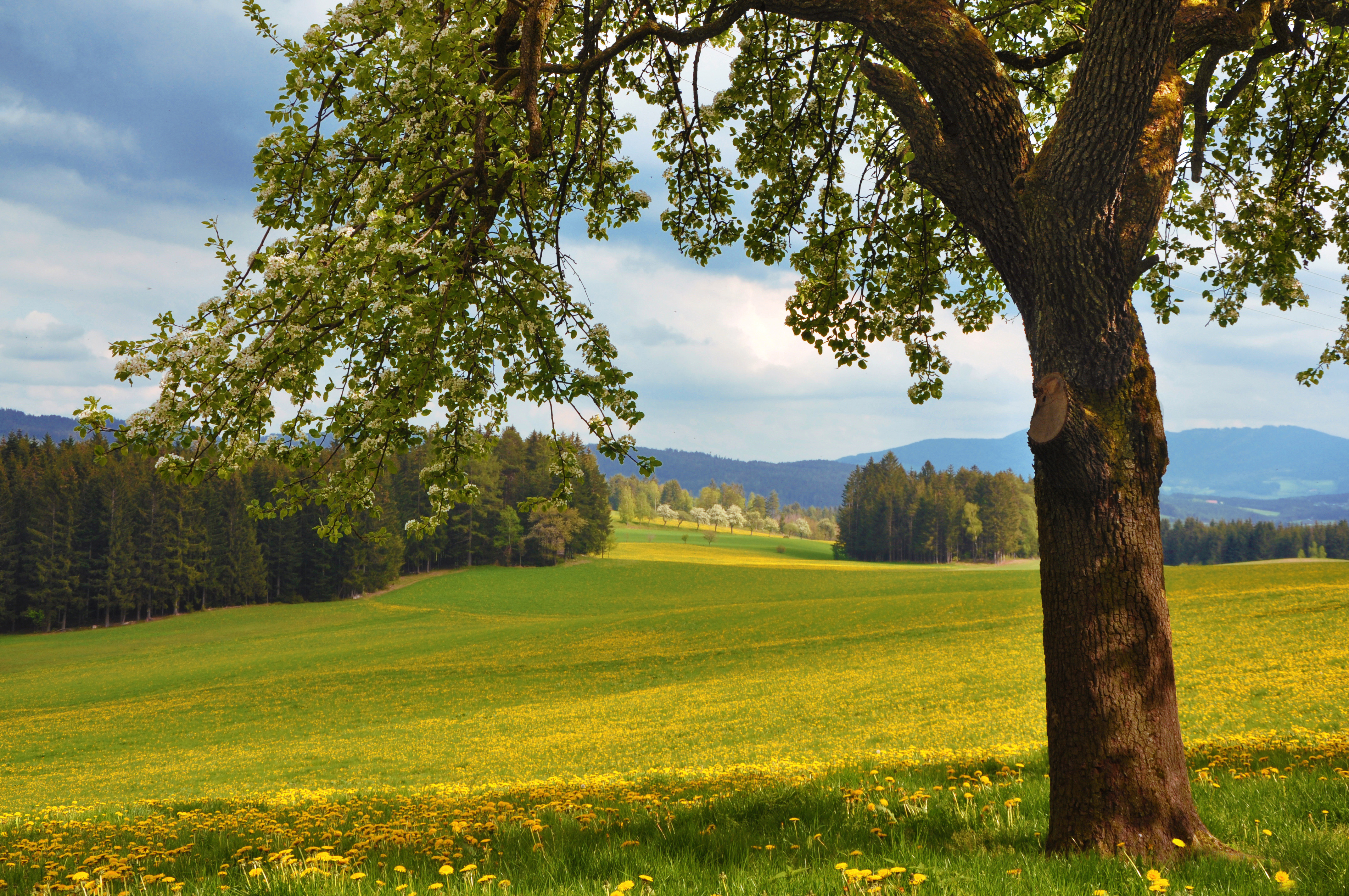 Wallpapers summer yellow field wildflowers on the desktop