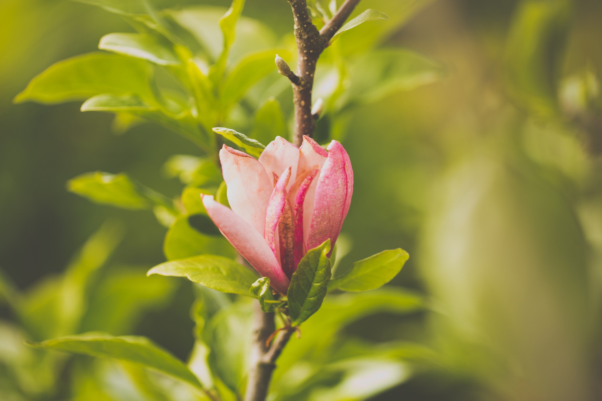 Обои солнечный свет цветы природа на рабочий стол