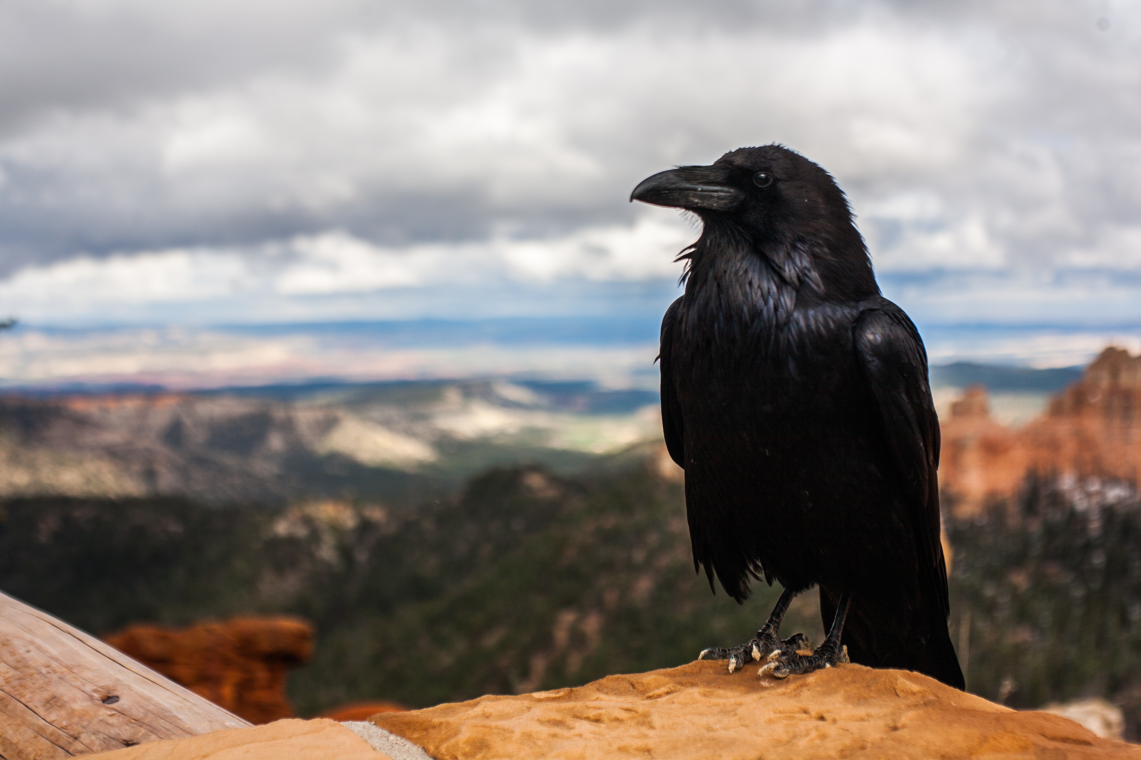 Free photo Black raven