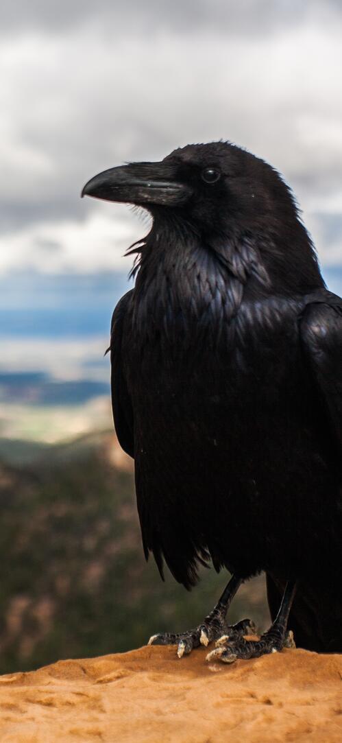 Бесплатное фото Черный ворон