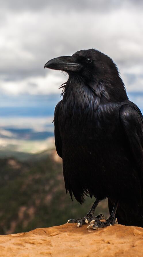 Бесплатное фото Черный ворон