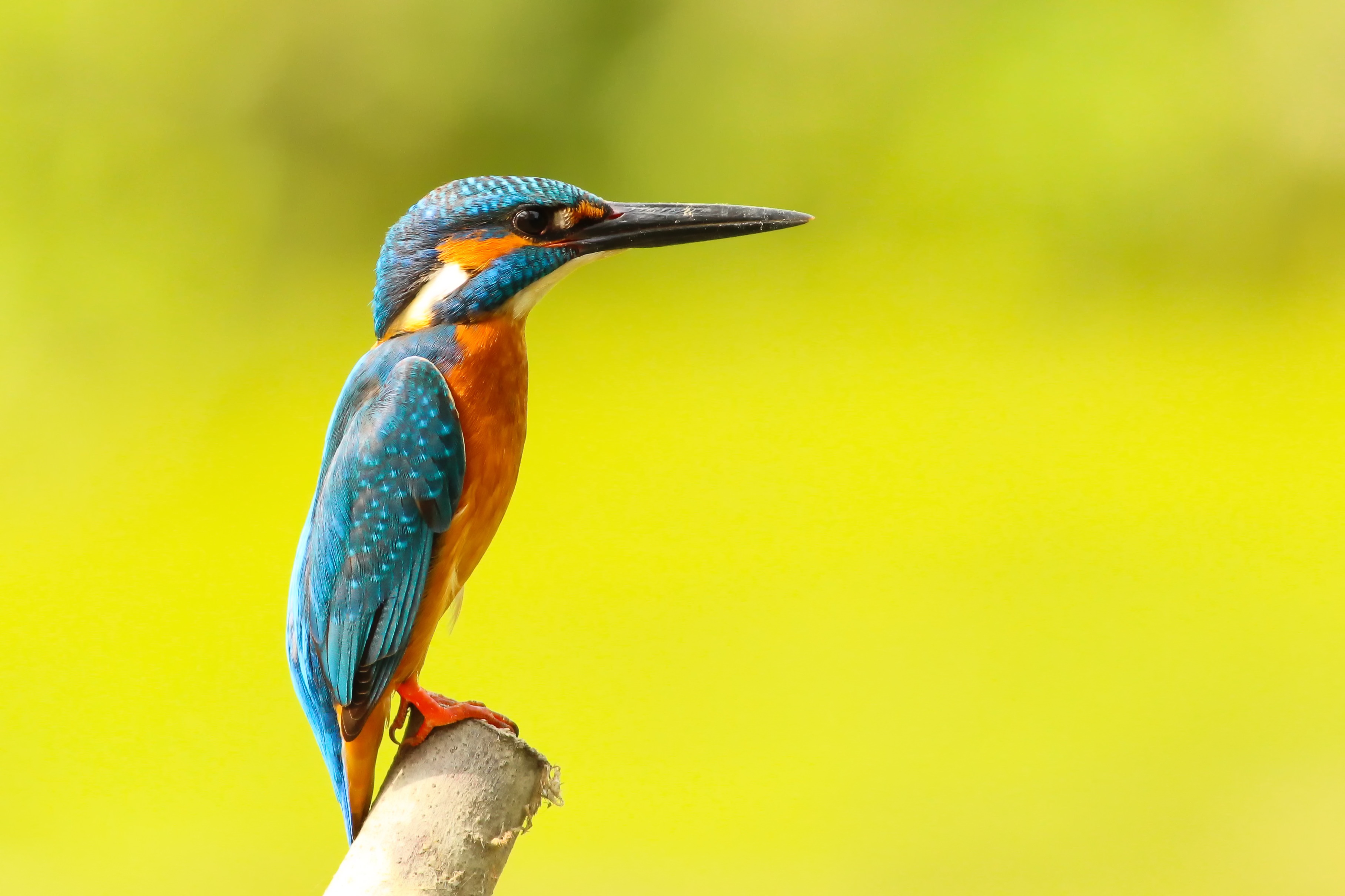 Free photo Beautiful kingfisher bird on yellow-green background