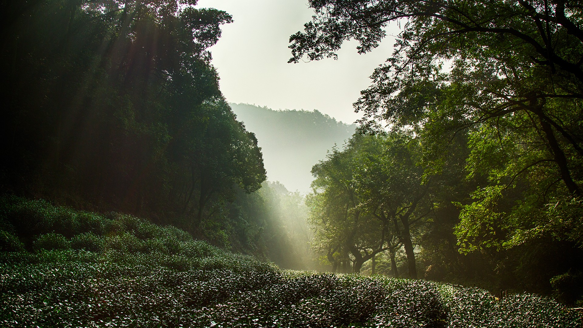 Обои nature china hangzhou на рабочий стол