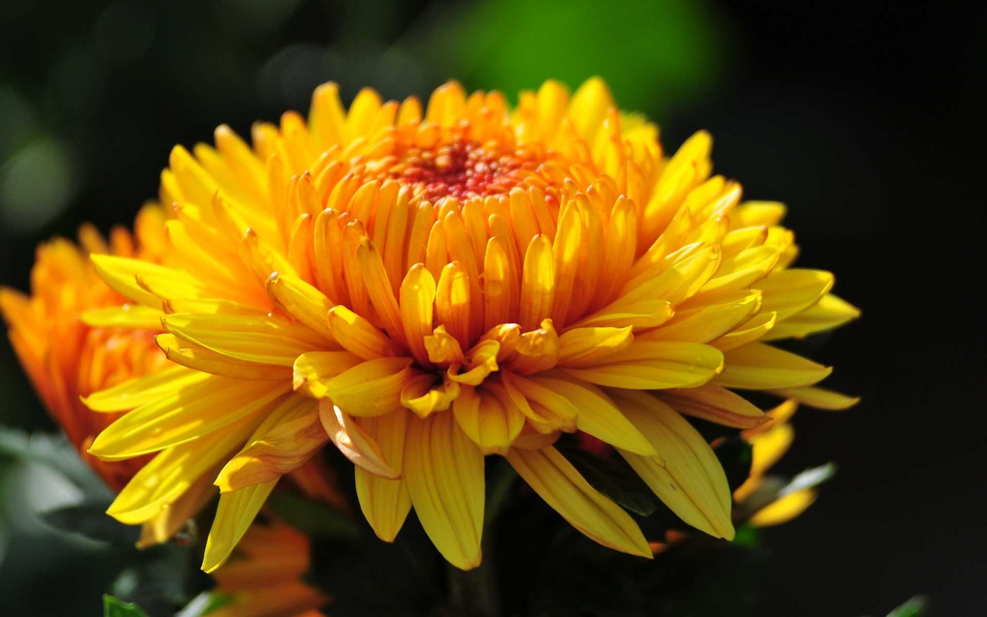 Free photo A close-up of the yellow flower.