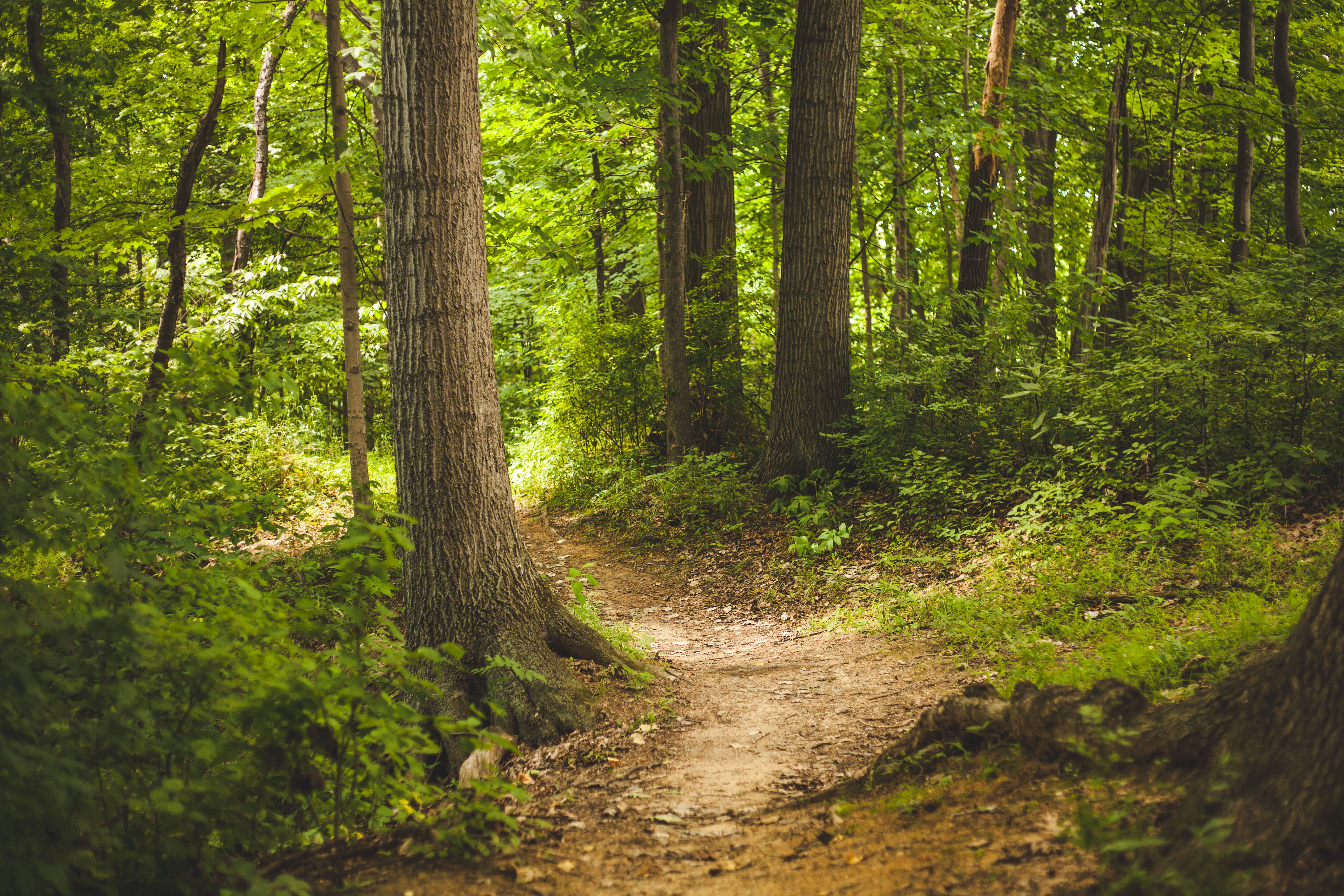 Free photo A trail through the summer forest