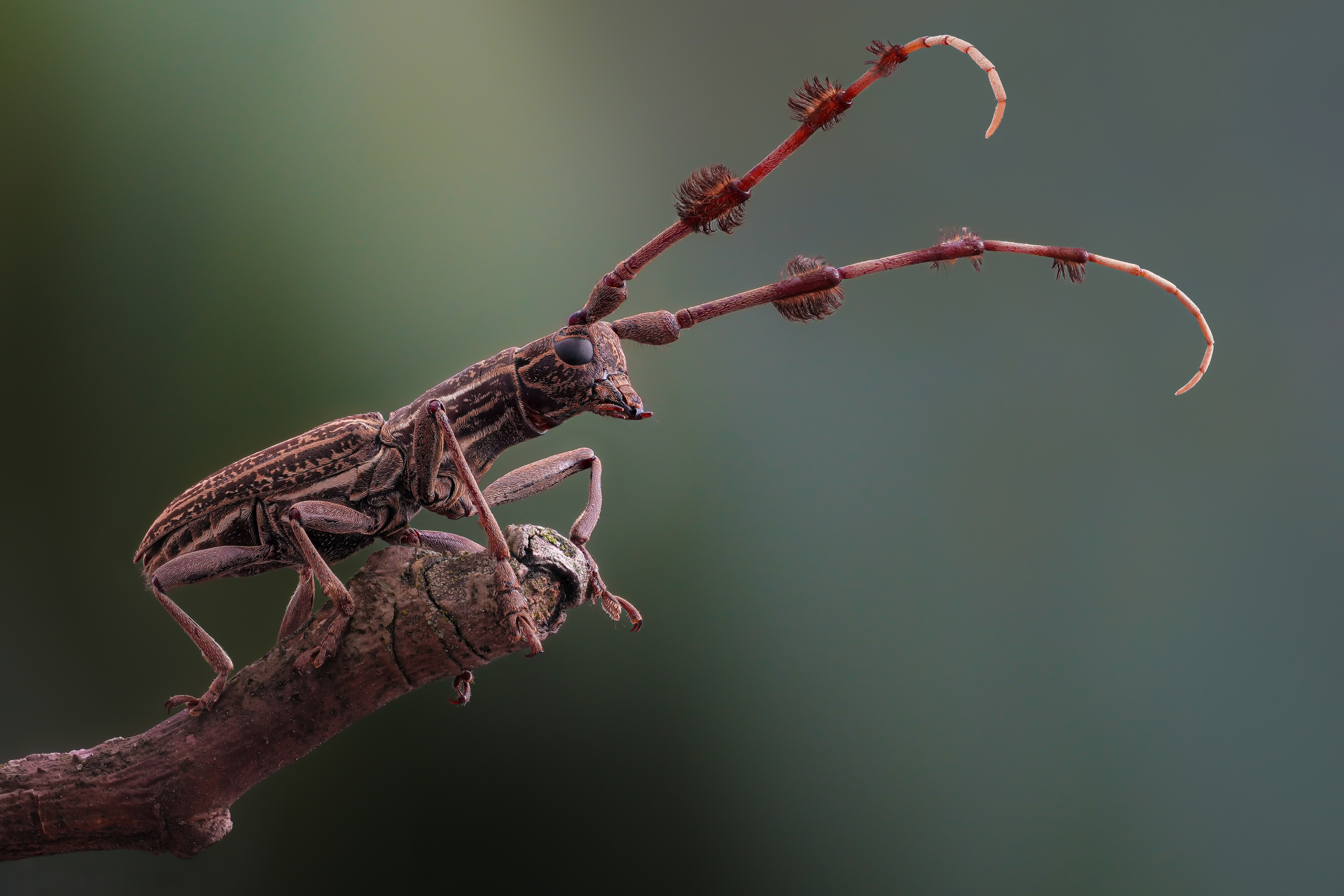 Free photo Beetle branch