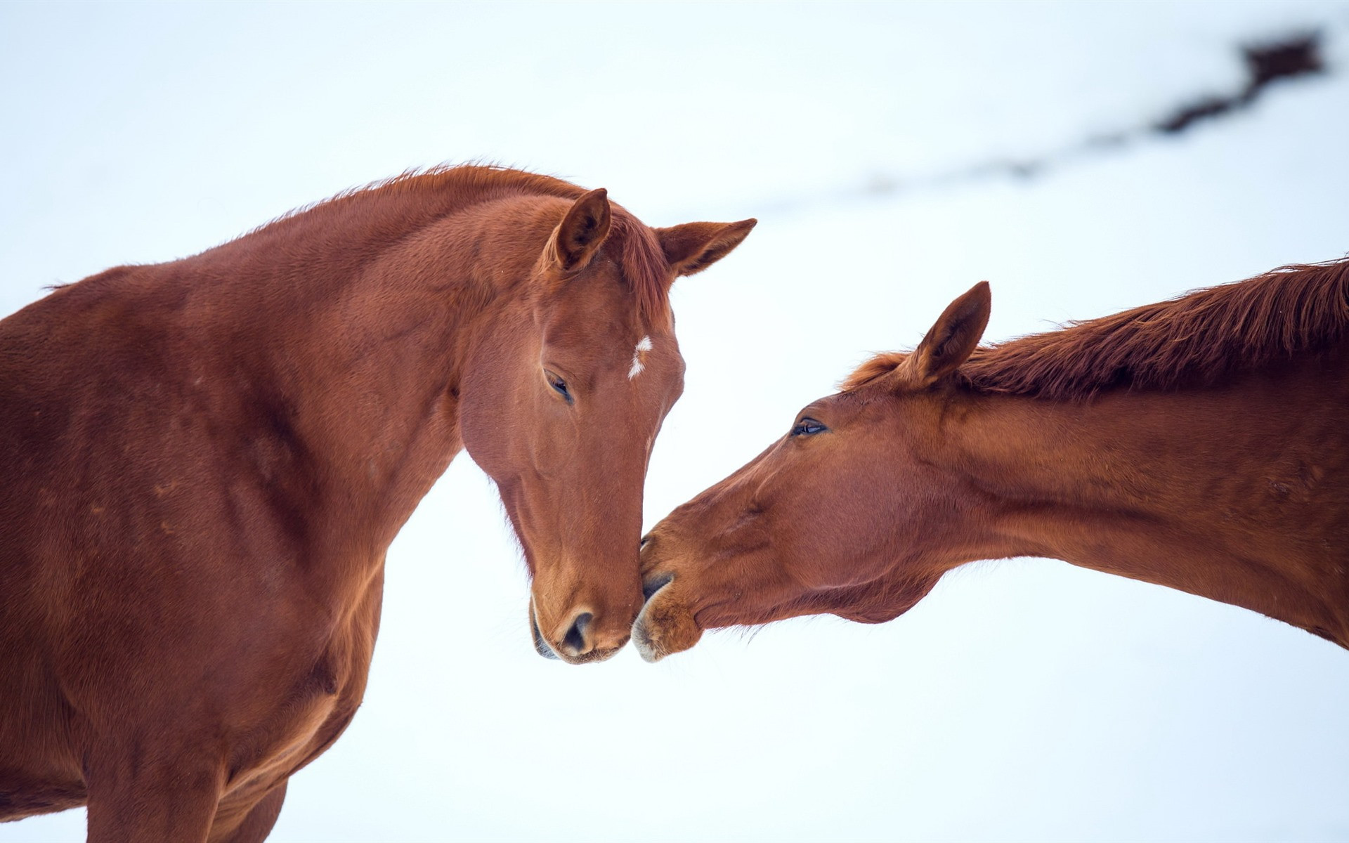 两匹马接吻