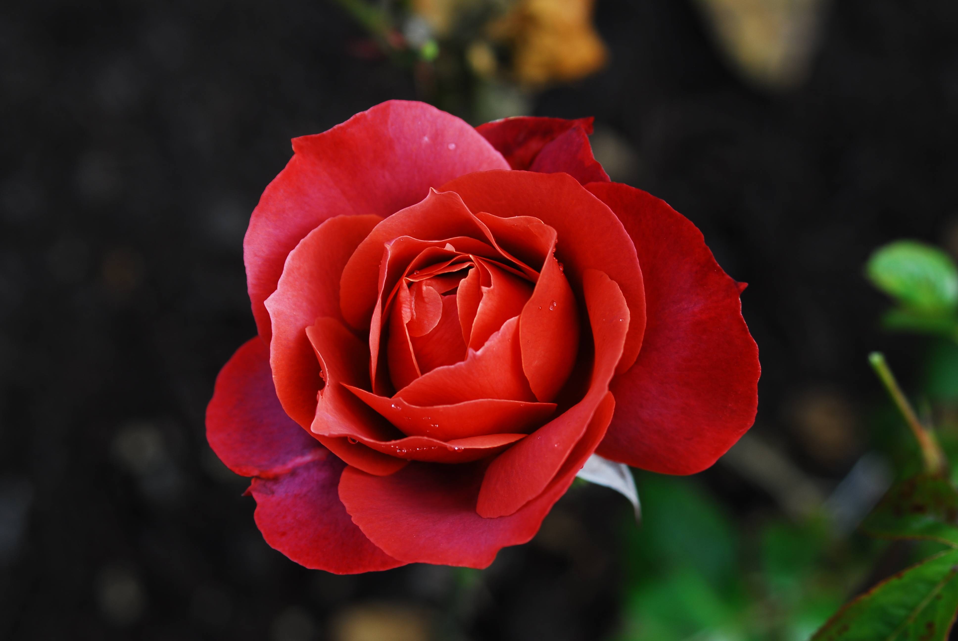 Обои красная роза цветы цветок на рабочий стол