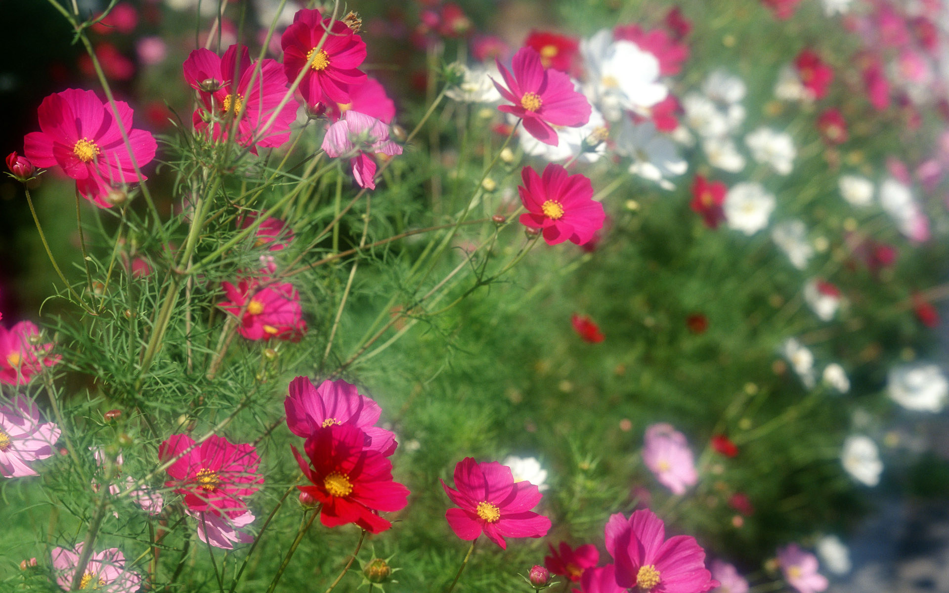 Wallpapers colorful flowers green on the desktop