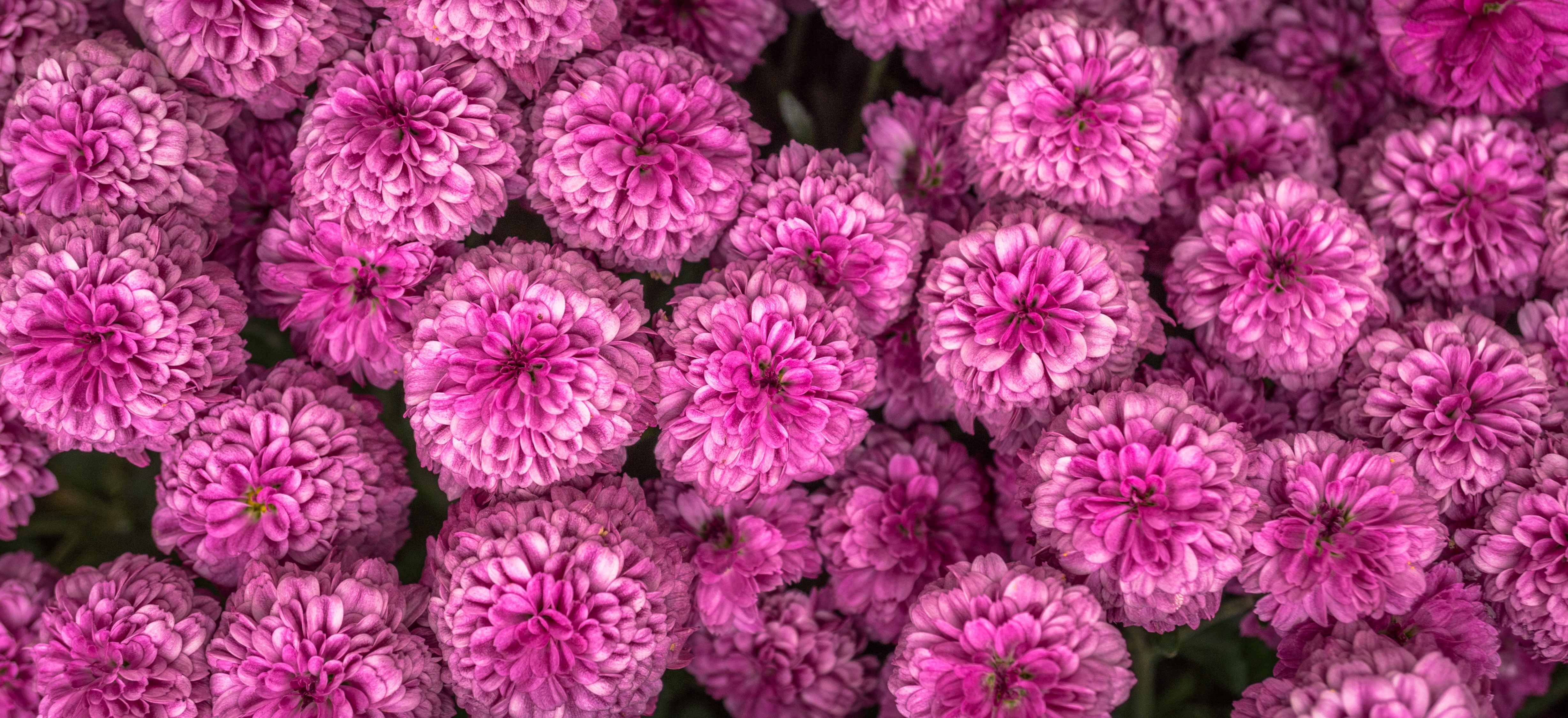 Free photo Bouquet of purple chrysanthemums