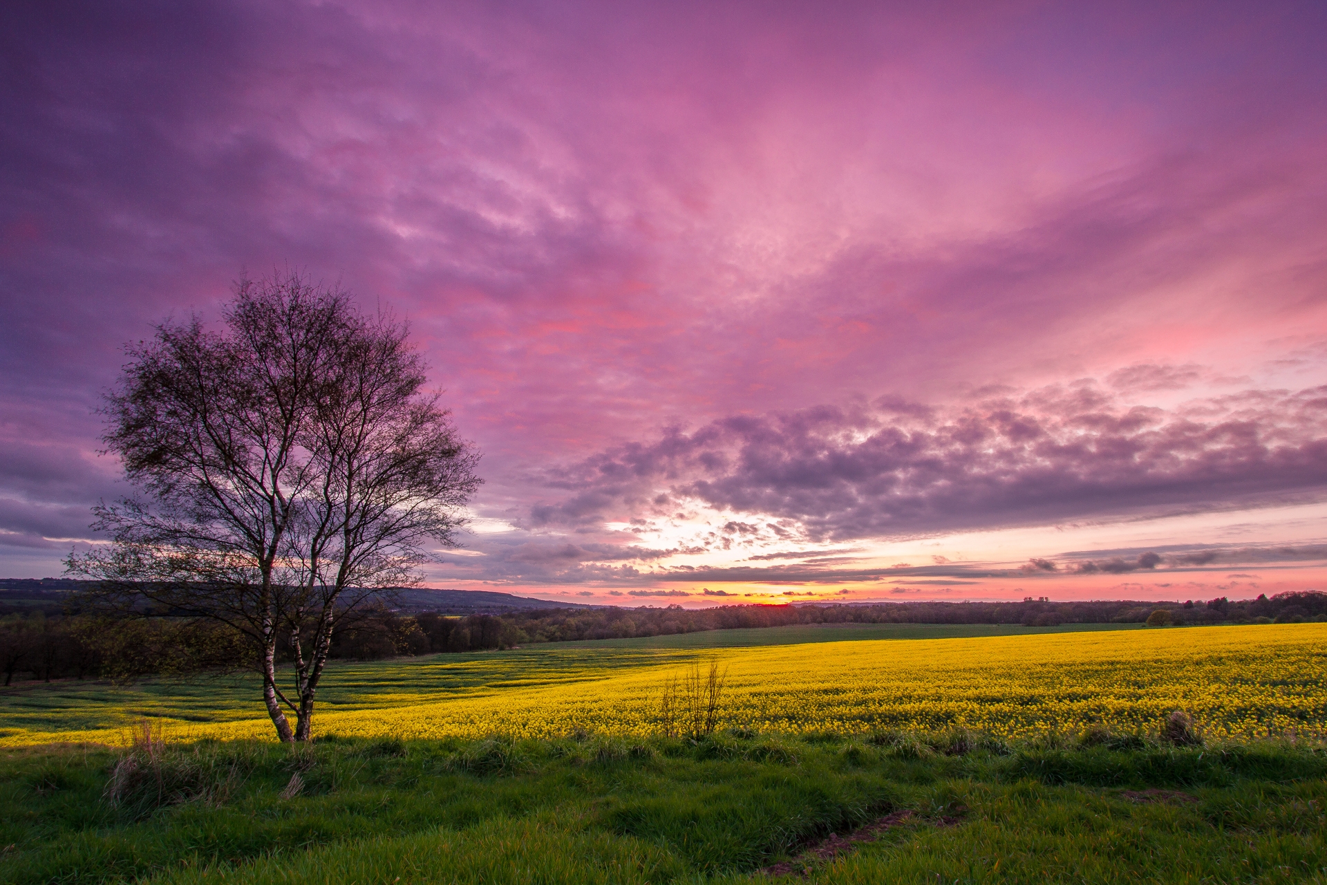 Free photo A purple sunset over a green field