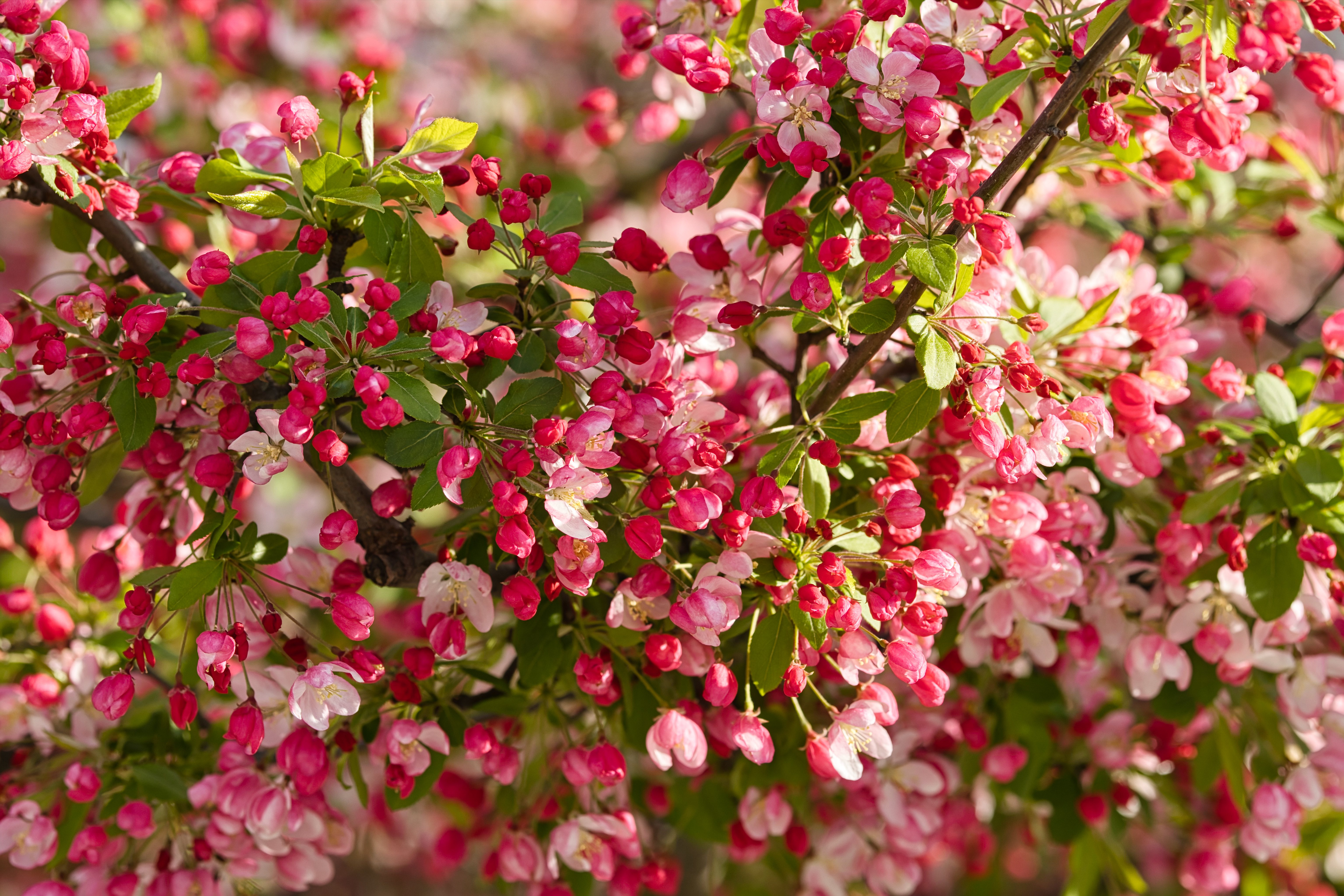 Free photo Pink petals of a blooming apple tree